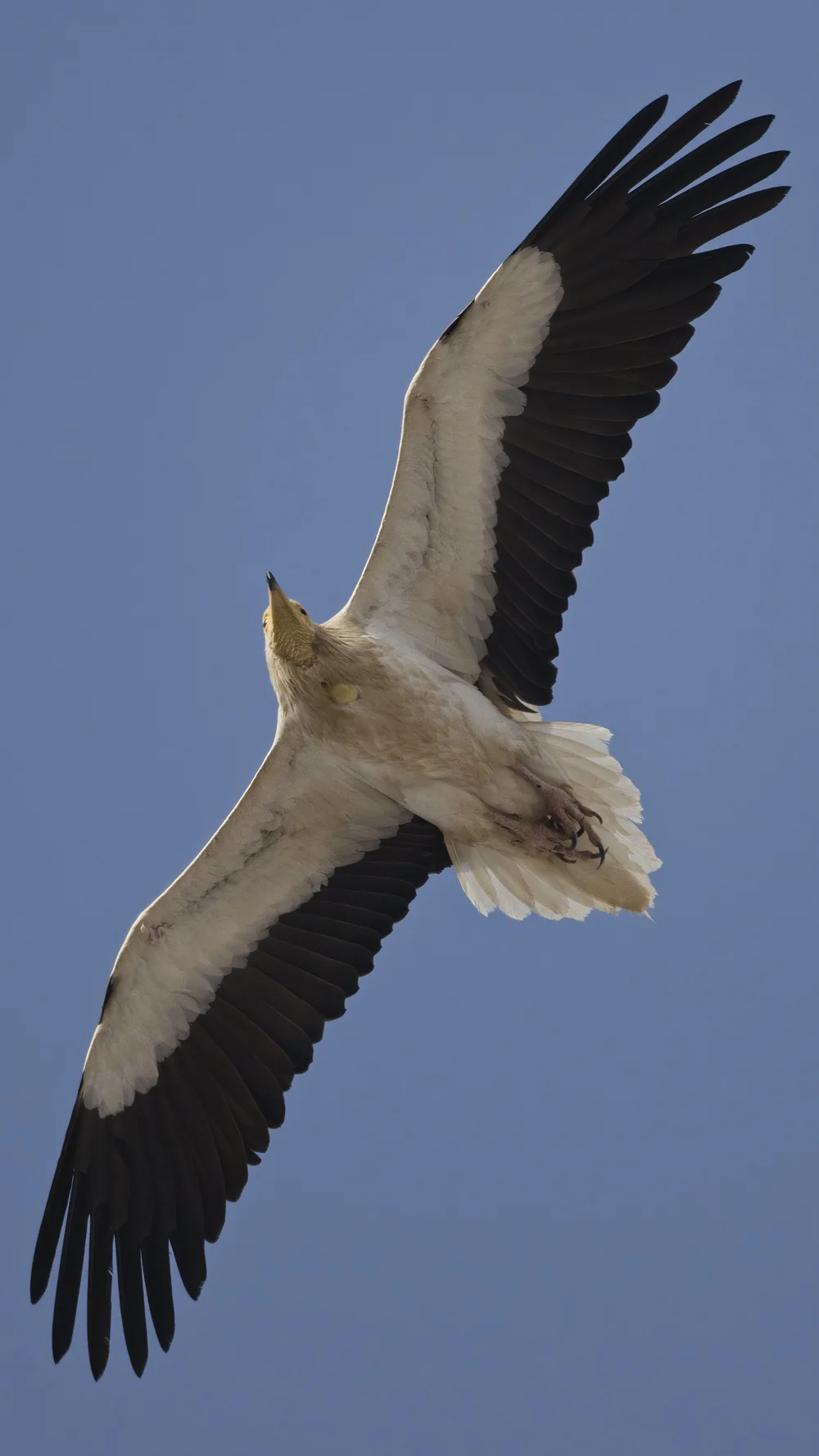 Egyptian Vulture Colony Jebel Hafeet UAE