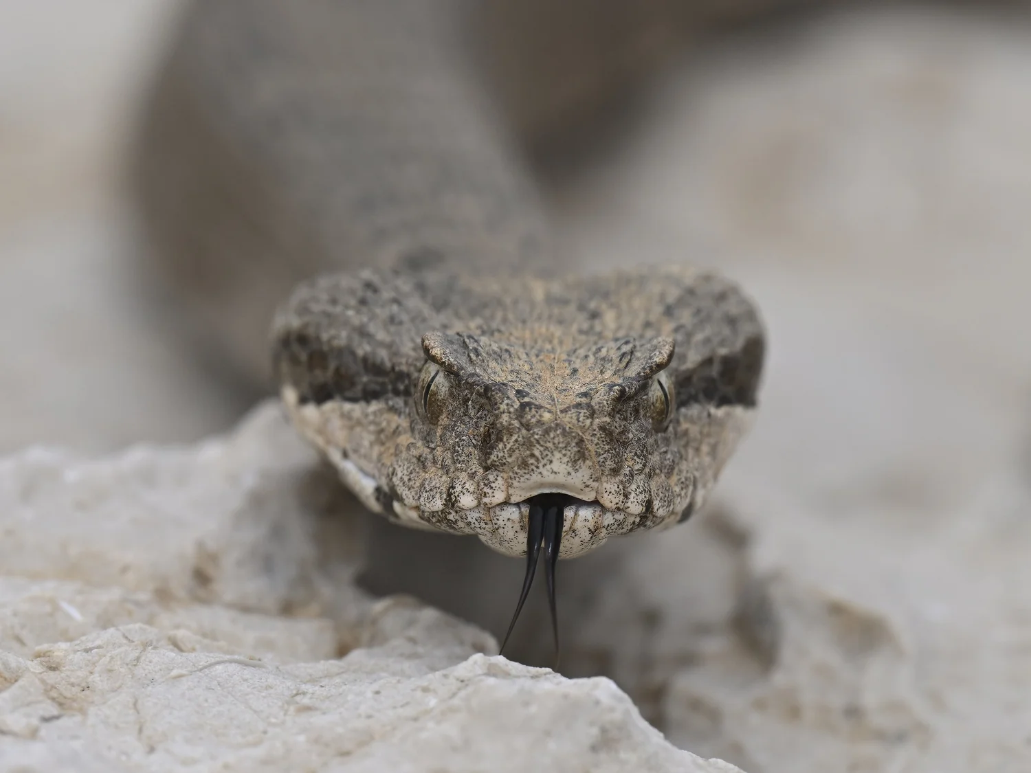 Lebanon Mountain Viper, Lebanon