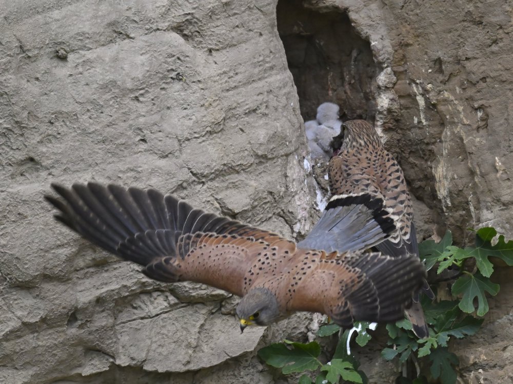 Eurasian Kestrel — best of the story