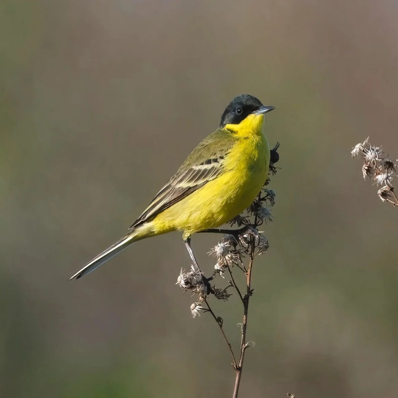 Birds of Lebanon