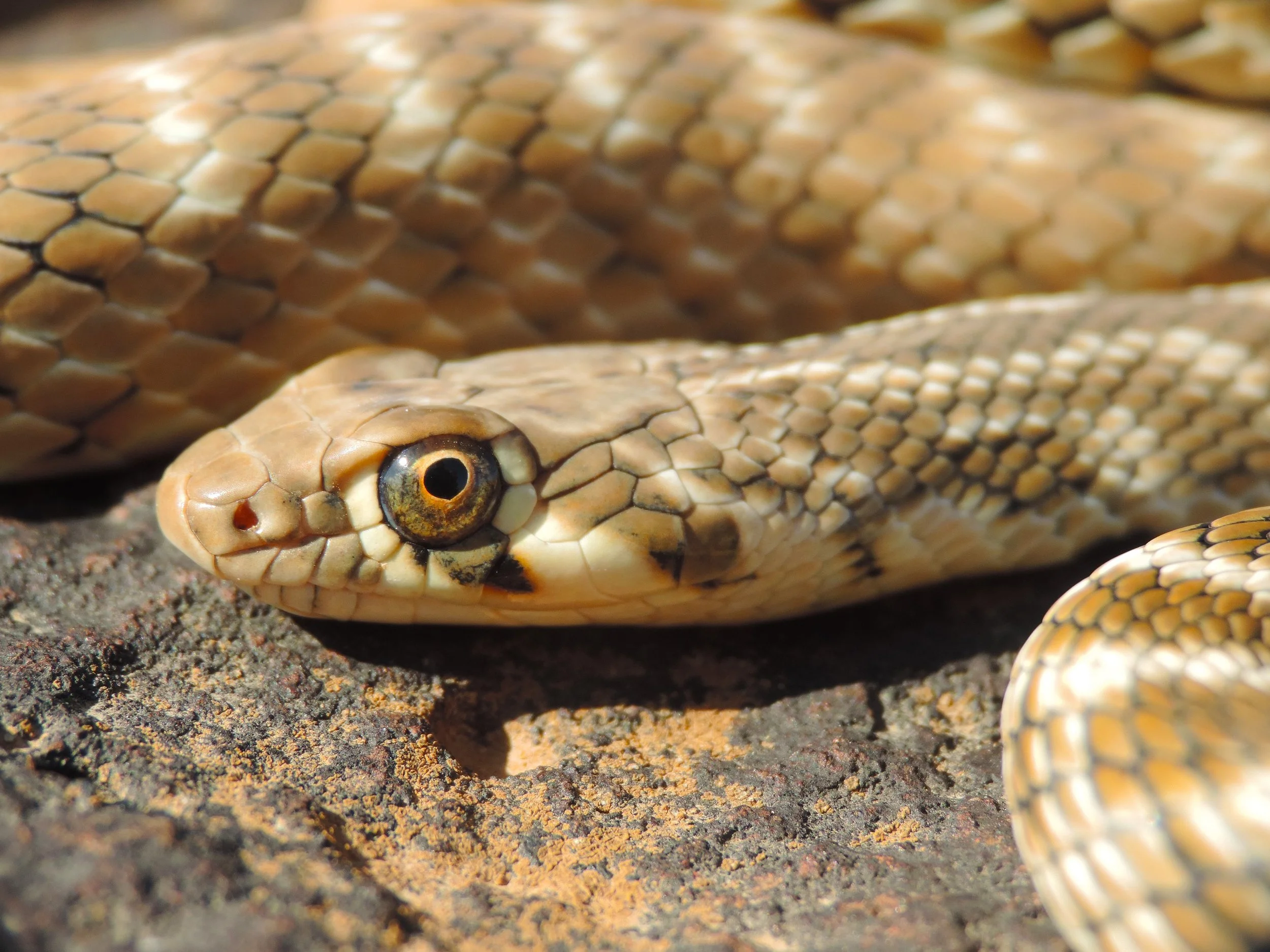 Close view of Roger’s Racer (Platyceps rogersi), a desert snake recorded in Lebanon.