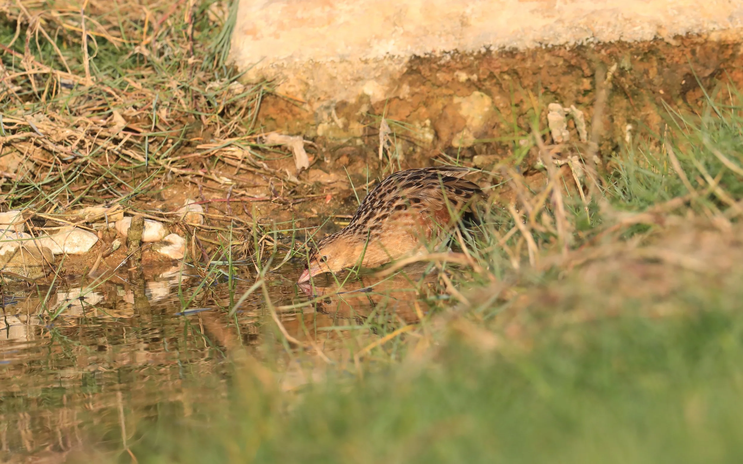 Photo Credit: Paul Kinnock