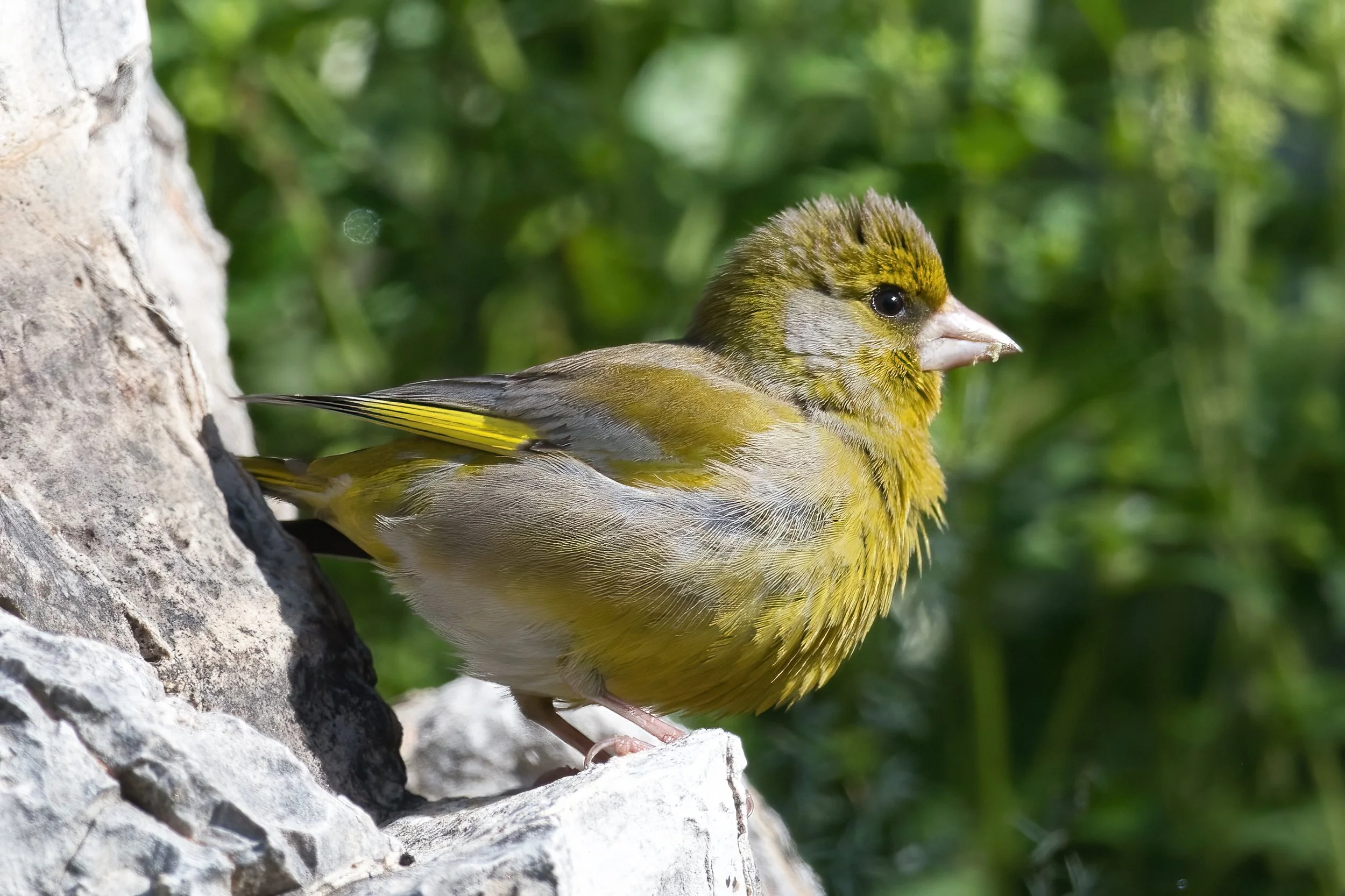 European Greenfinch | الحسون الأخضر الأوروبي | Chloris chloris
