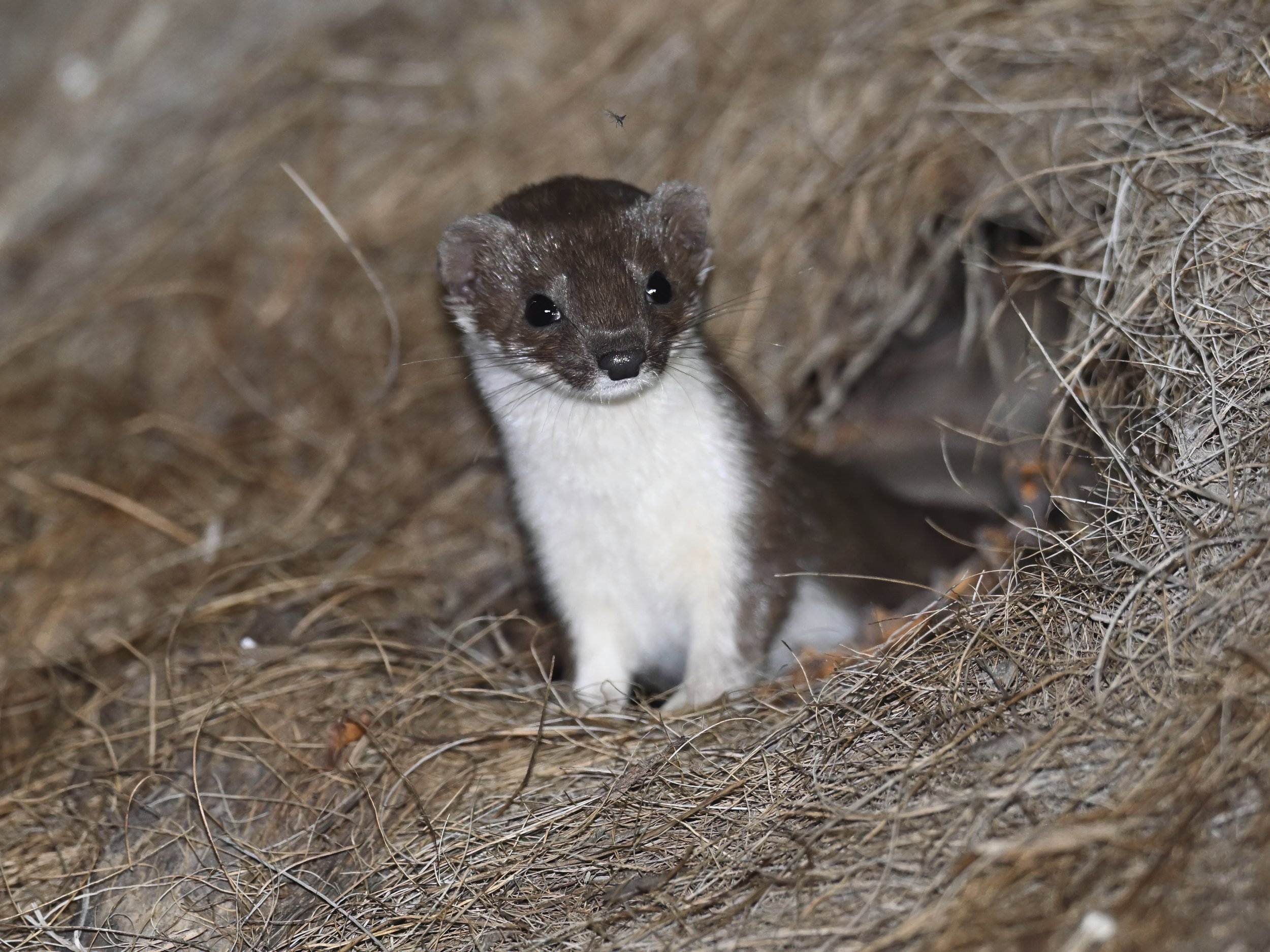 Least weasel Lebanon