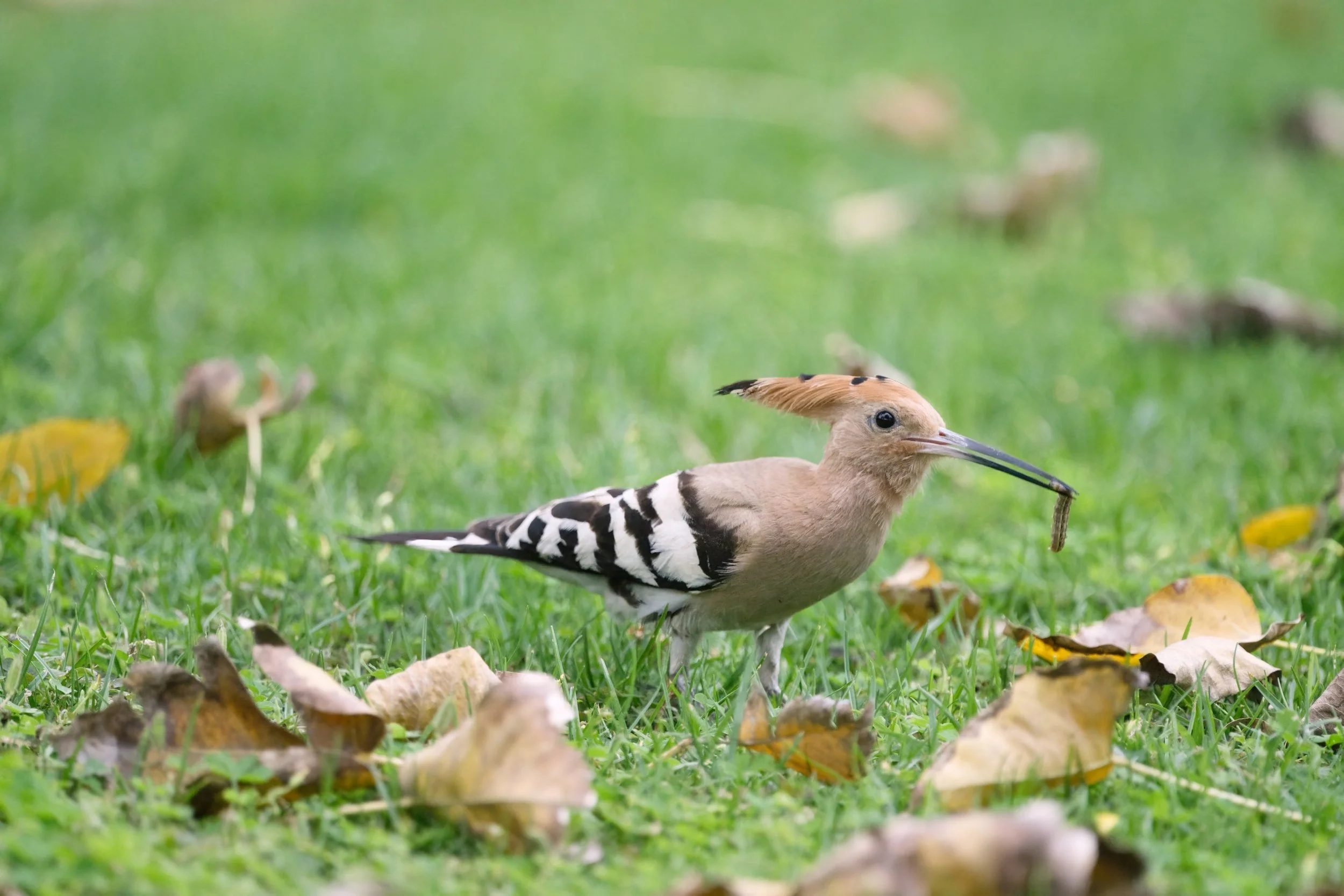 Eurasian Hoopoe (هدهد أوراسي)