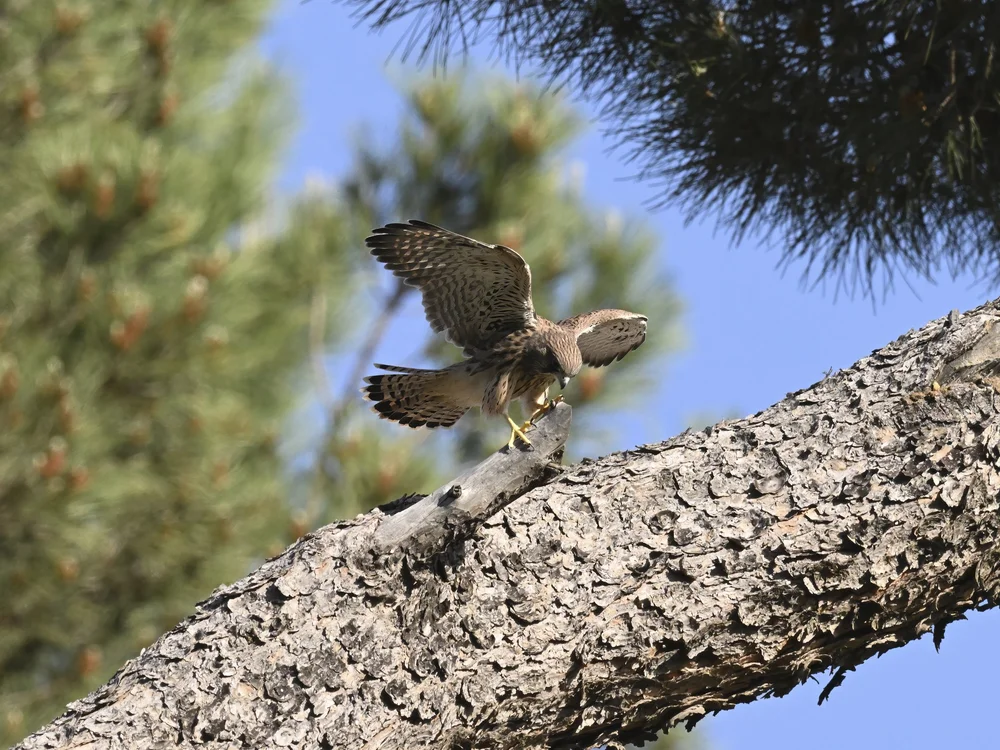 Eurasian Kestrel — best of the story
