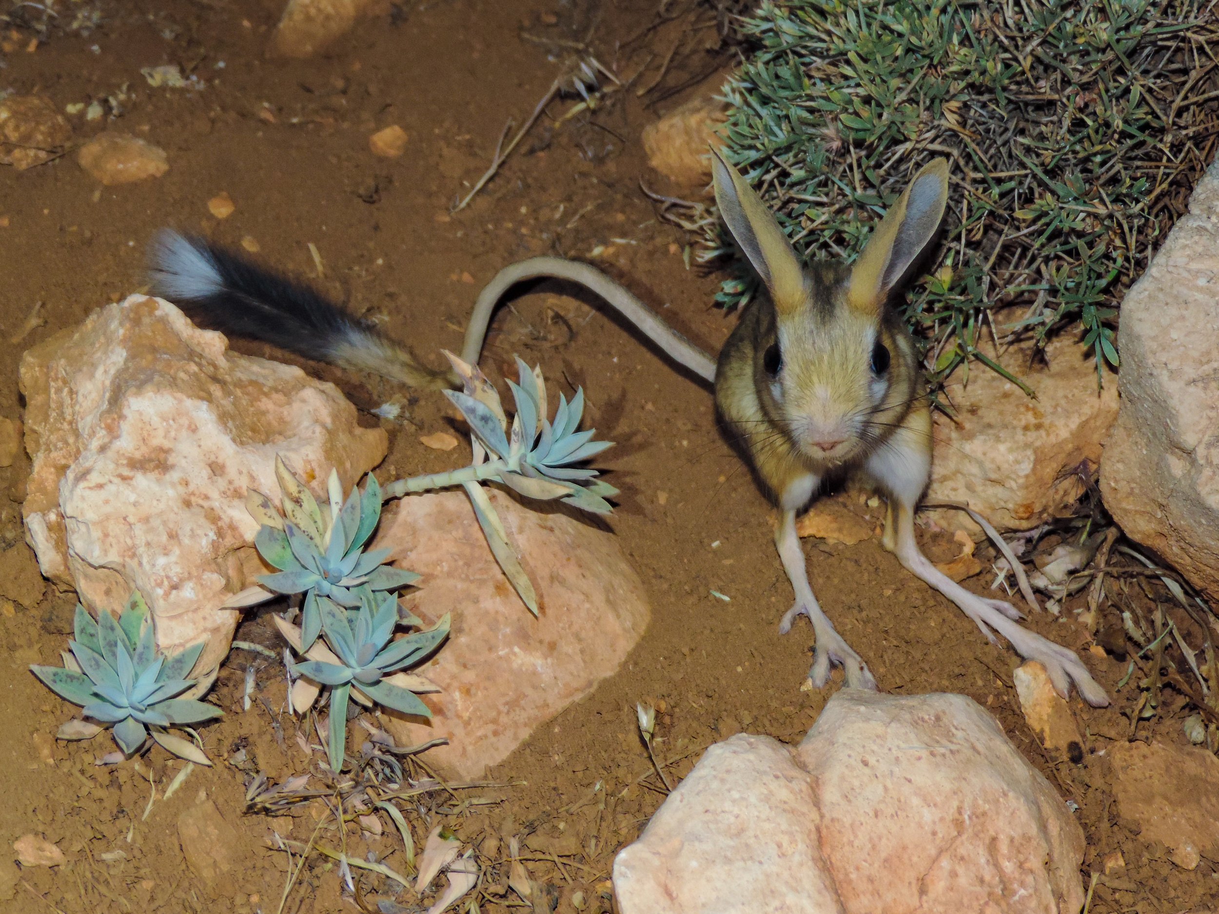 Euphrates Jerboa By: Rami Khashab