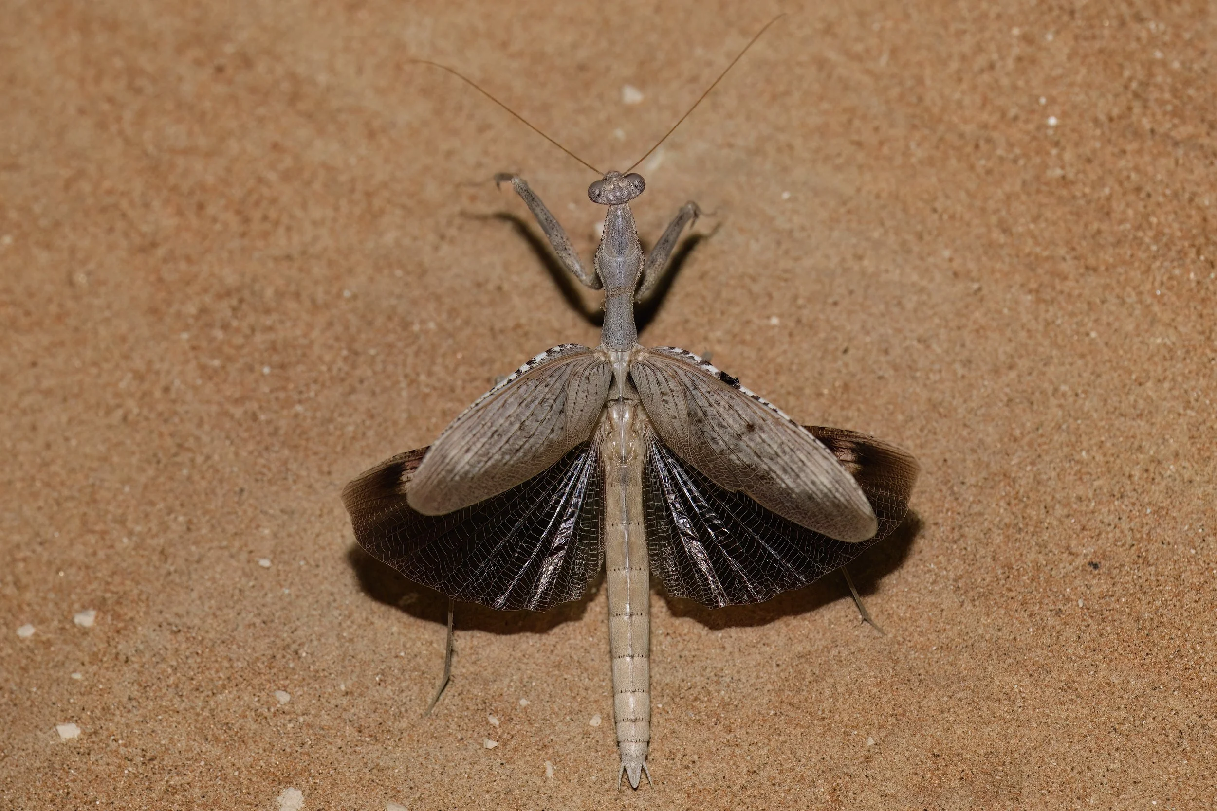 Baetic Ground Mantis \ Rivetina baetica