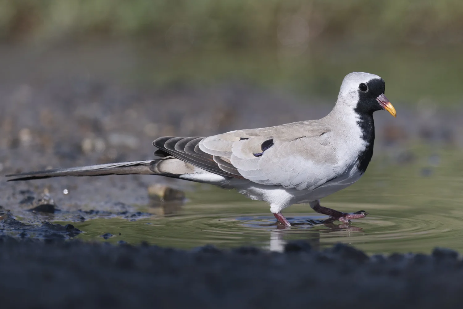 Namaqua Dove, UAE