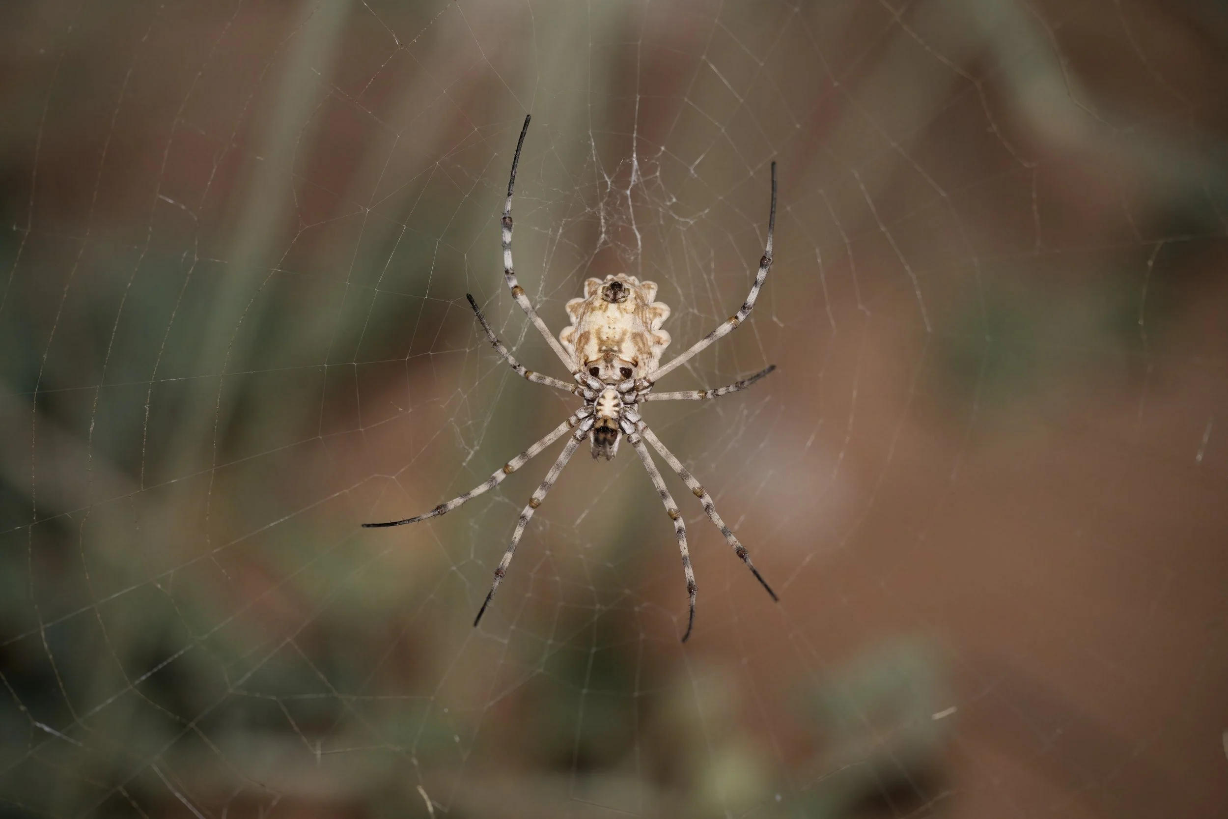 Weaver Spider_Z090137.jpeg