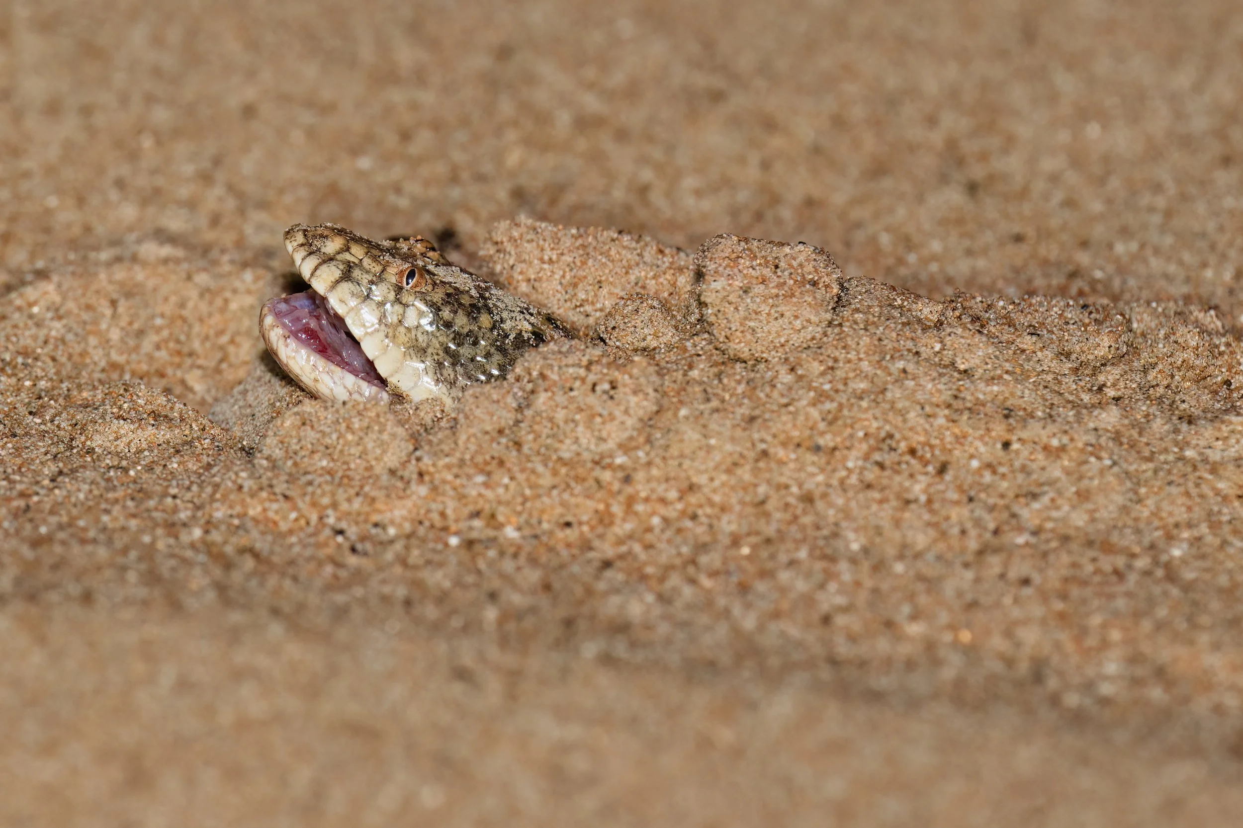 Arabian Sand Boa (Eryx jayakari)