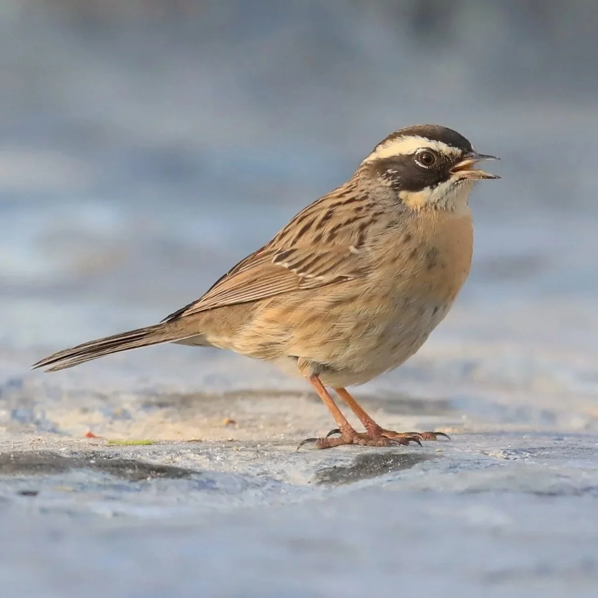 Radde's Accentor \ Prunella ocularis