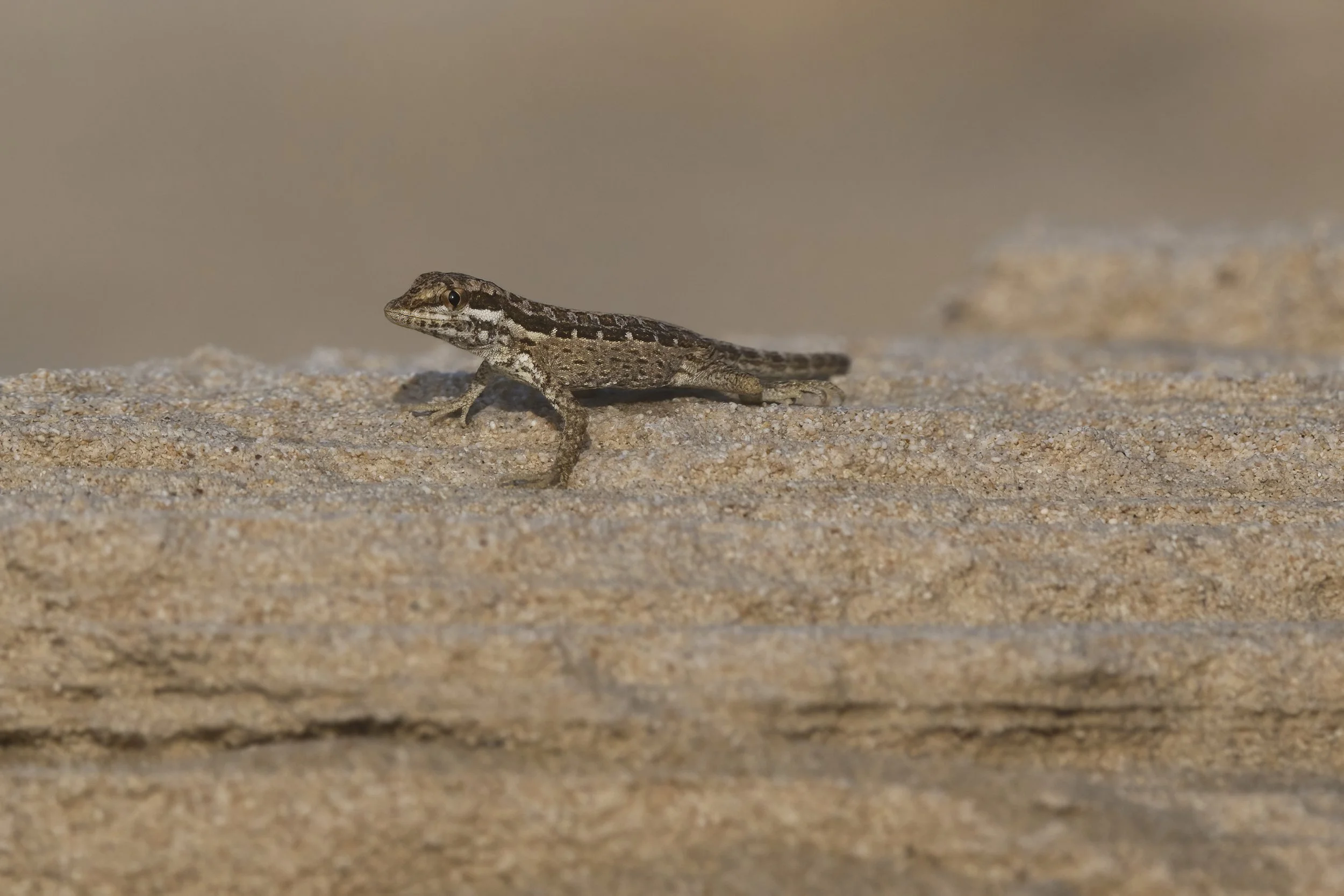 Arnold’s Rock Gecko ( Pristurus minimus  ) Gecko,UAE 