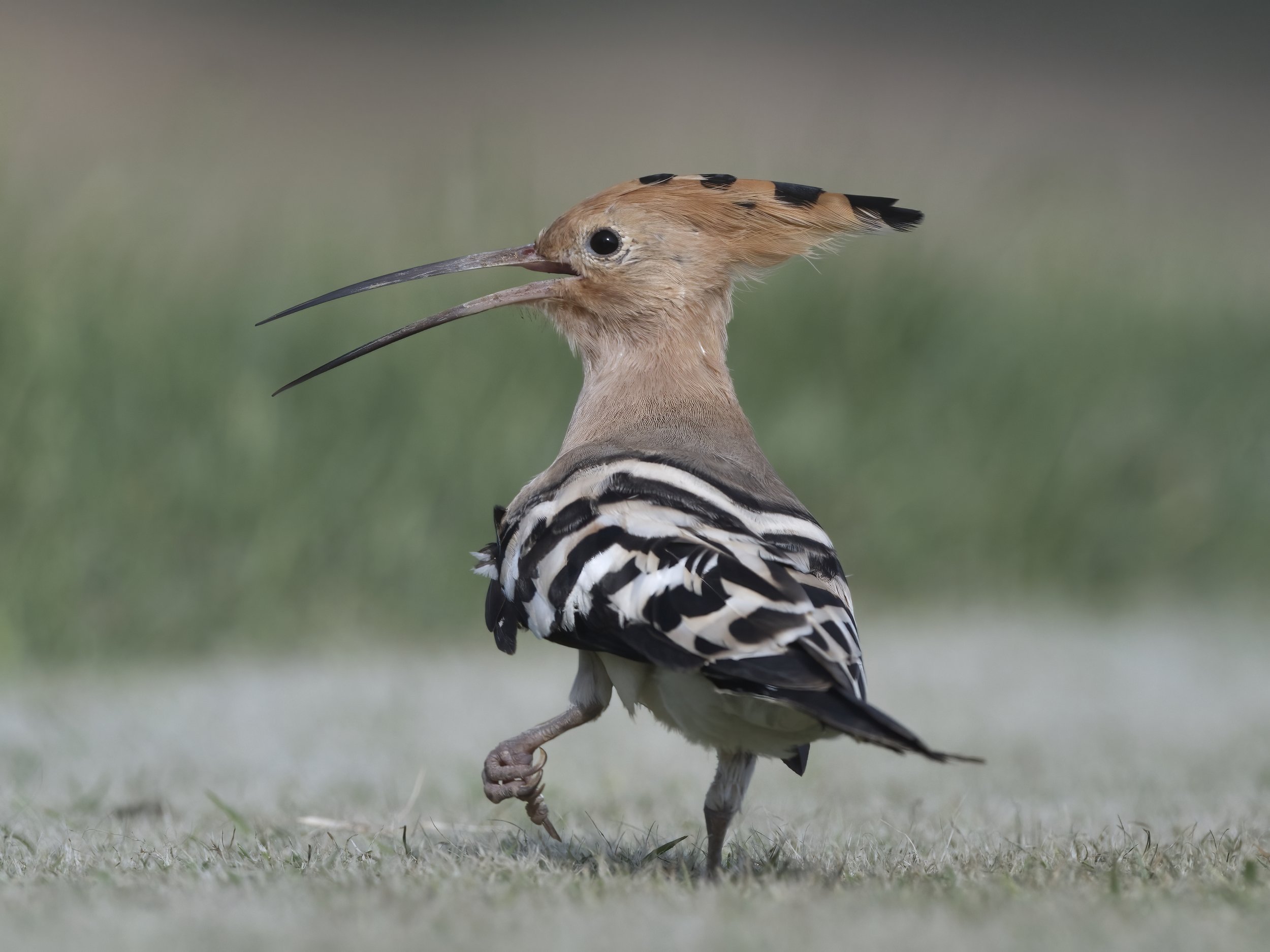 Hoopoe United Arab Emirates