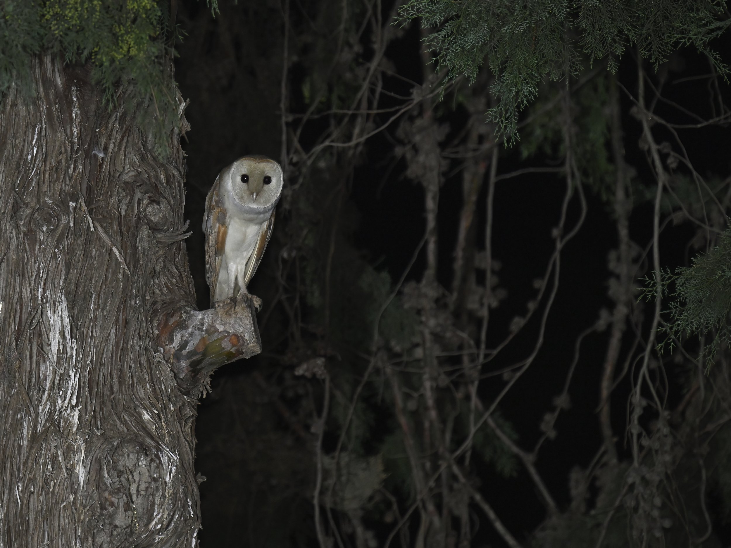 owls Lebanon