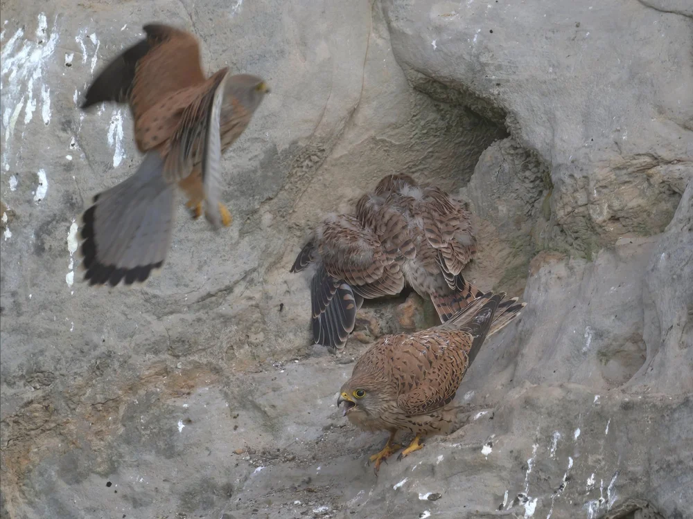 Eurasian Kestrel — best of the story