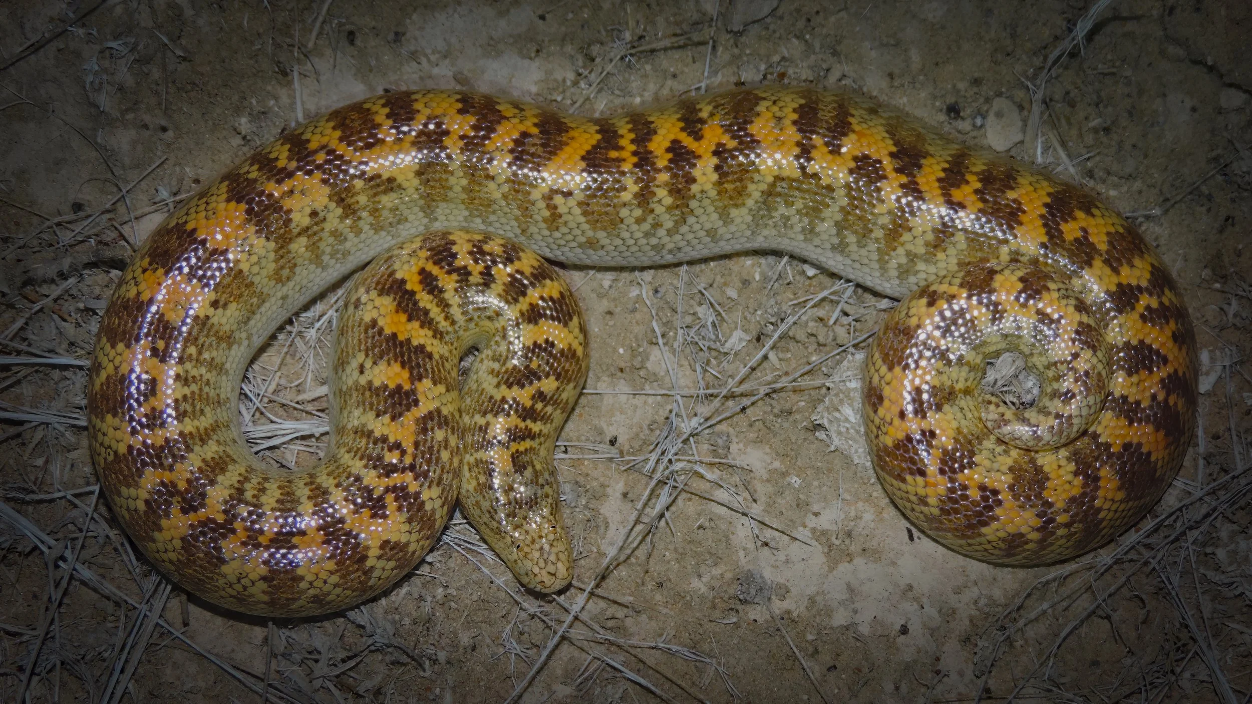 Arabian Sand Boa (Eryx jayakari) by Rami Khashab