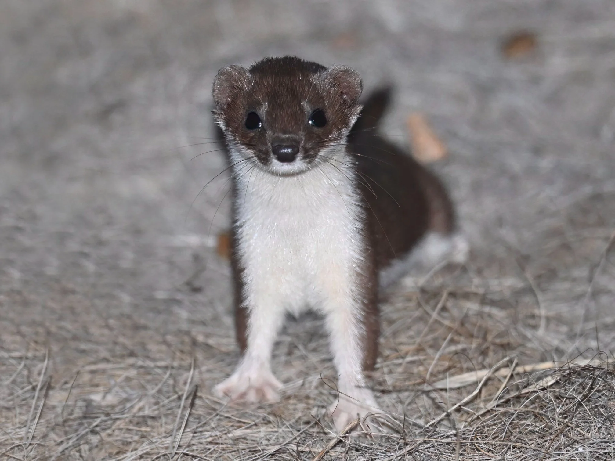 Least weasel Mustela nivalis