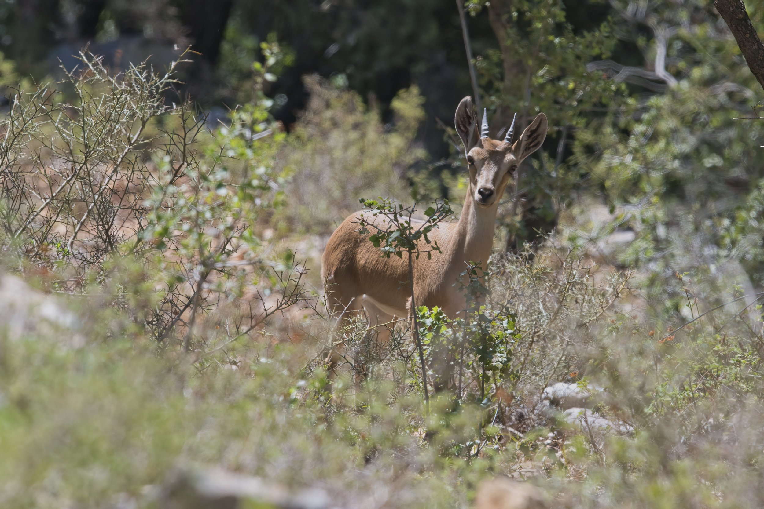 Wildlife photography lebanon