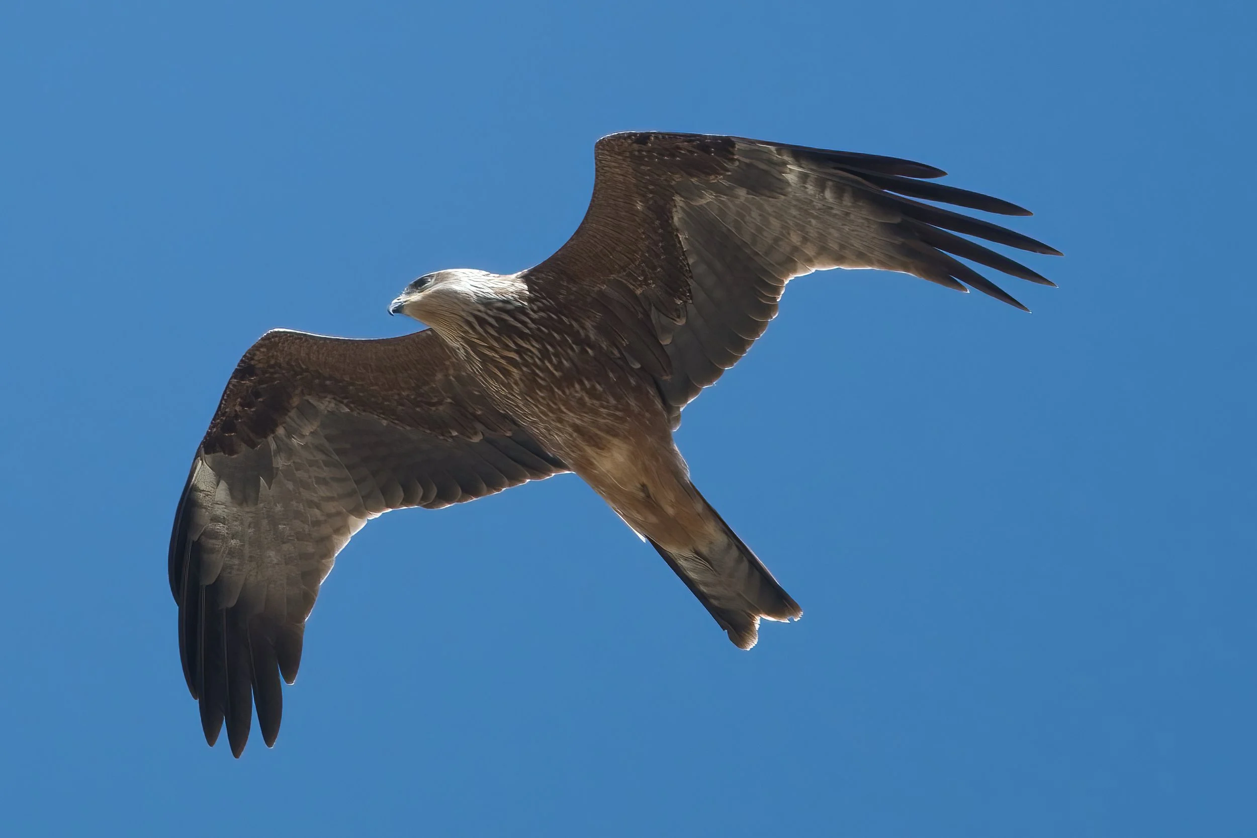 Black Kite (Milvus migrans)