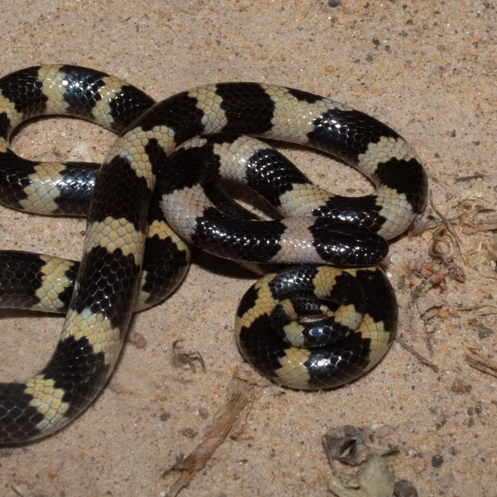 Muller's Snake \ Micrelaps muelleri