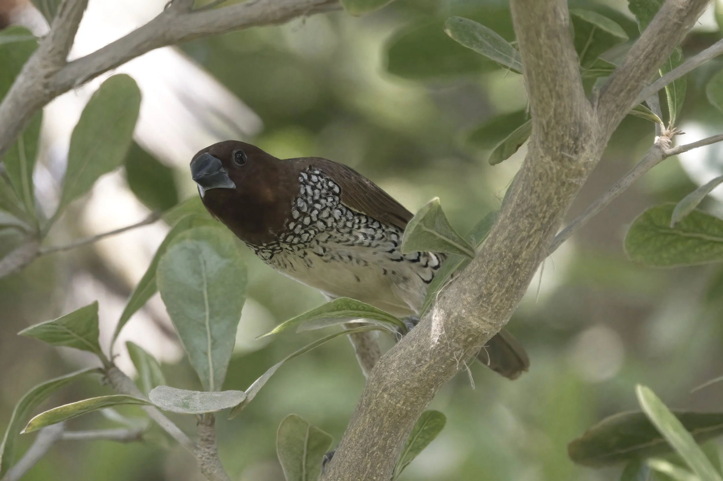 scaly breasted Munia Z092697.jpeg