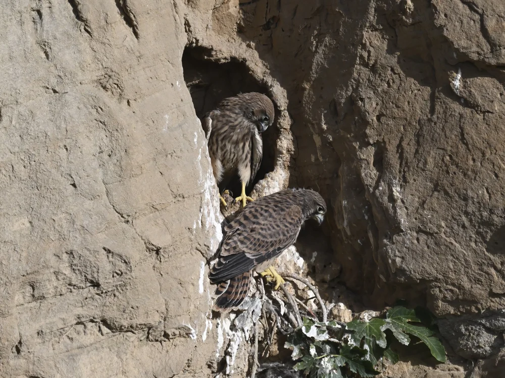 Eurasian Kestrel — best of the story