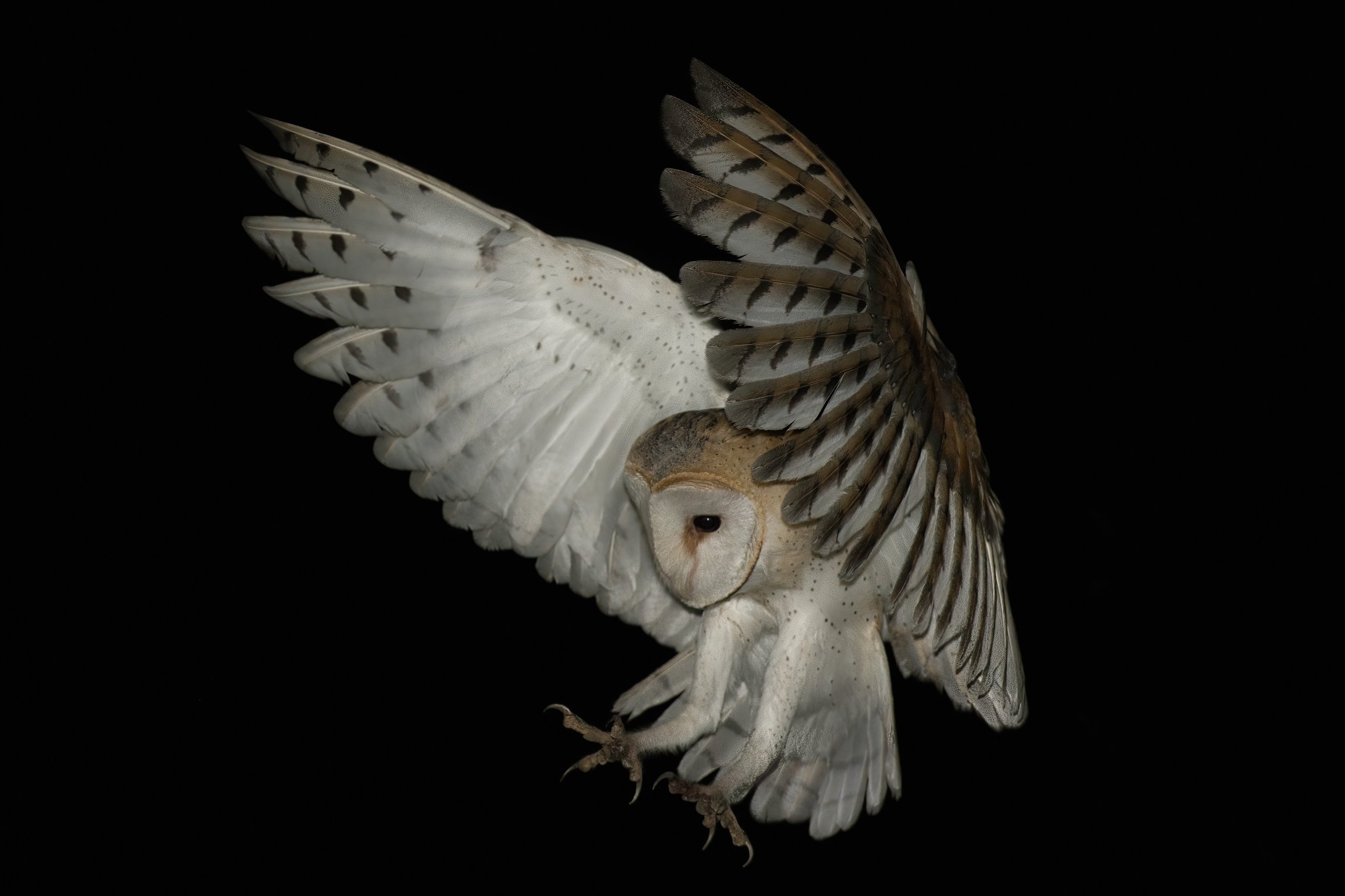 Birds of Lebanon