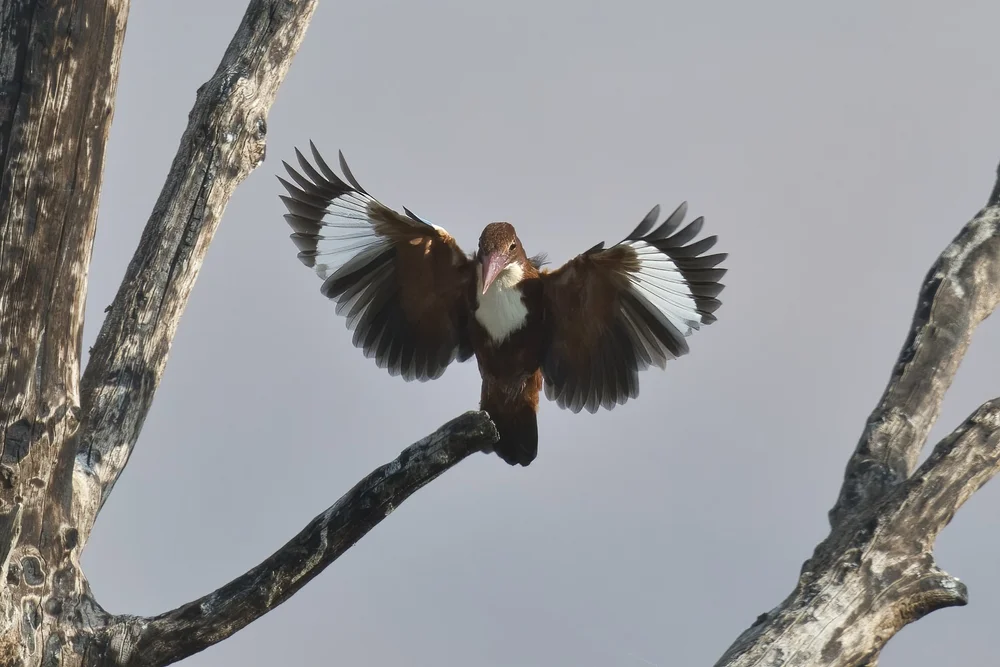 White-throated Kingfisher in flight, Lebanon