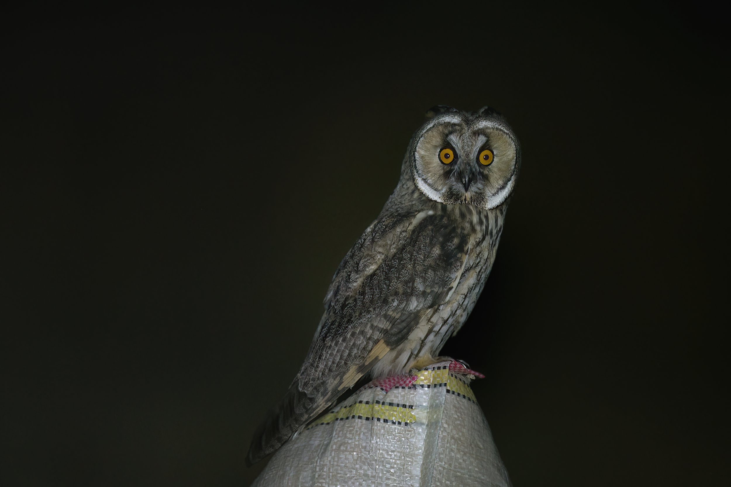 Long-eared Owl (Asio otus) Photos