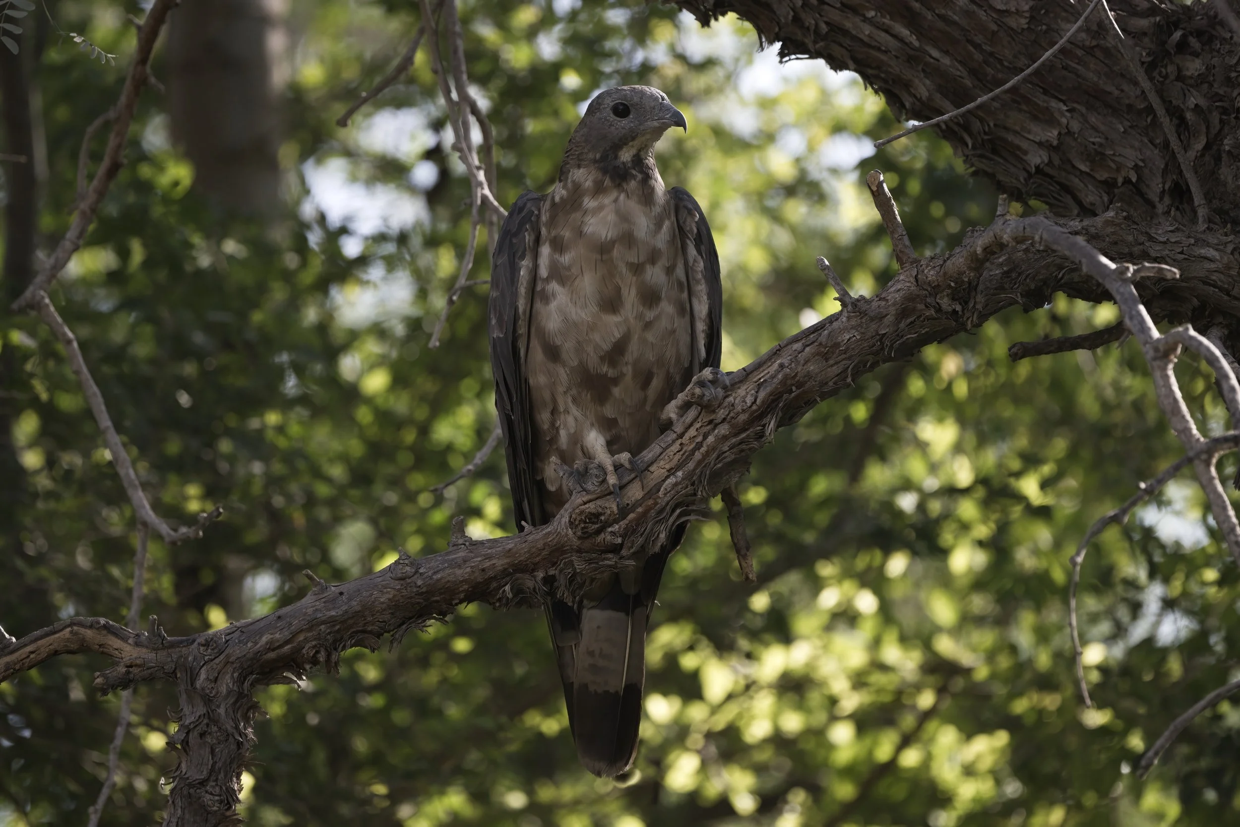 Crested Honey Buzzard (Pernis ptilorhynchus)