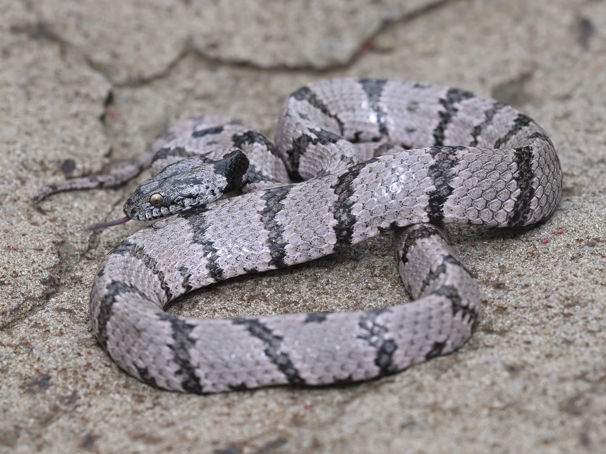 Cat Snake Lebanon