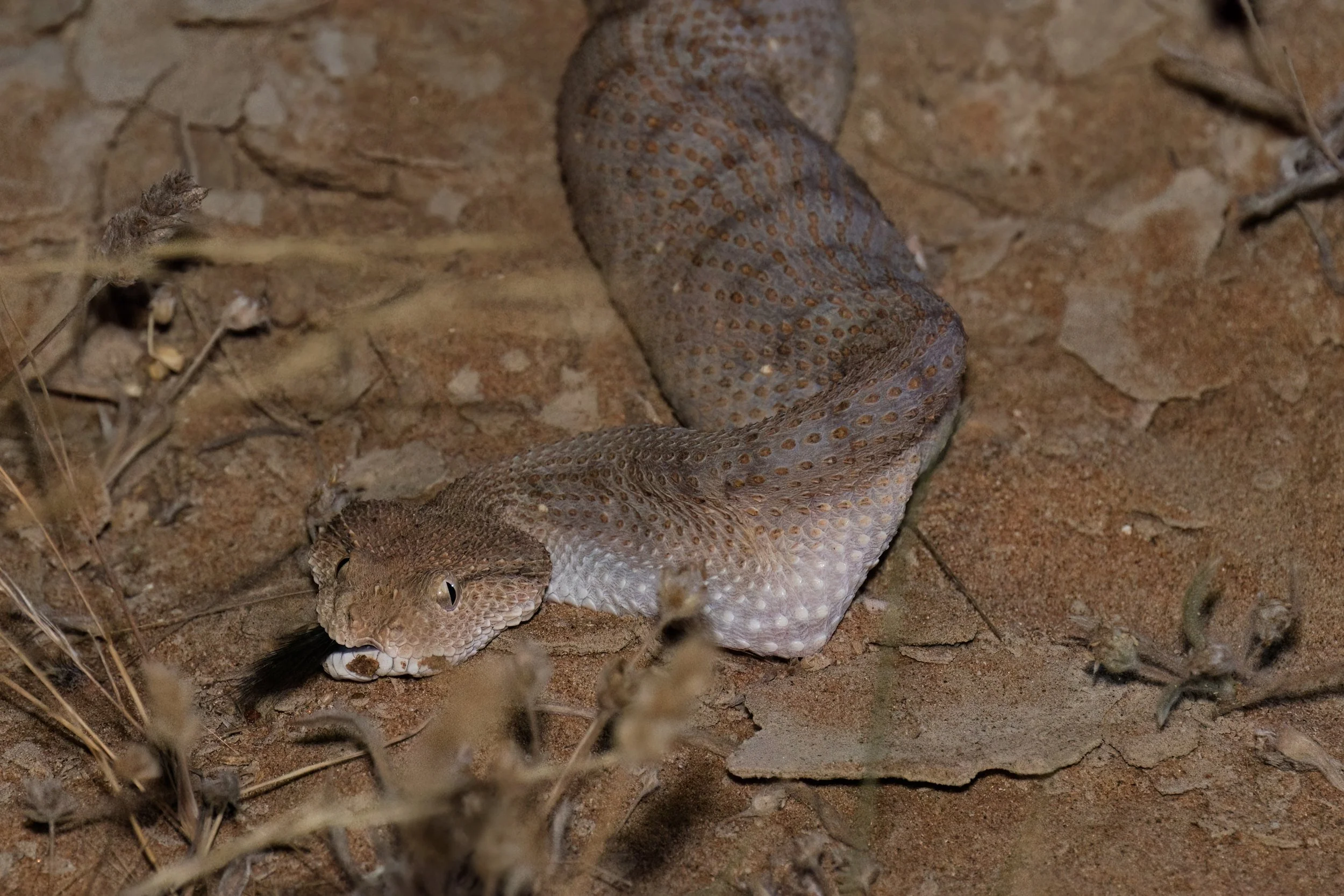 Arabian Horned Viper_Z090794.jpeg