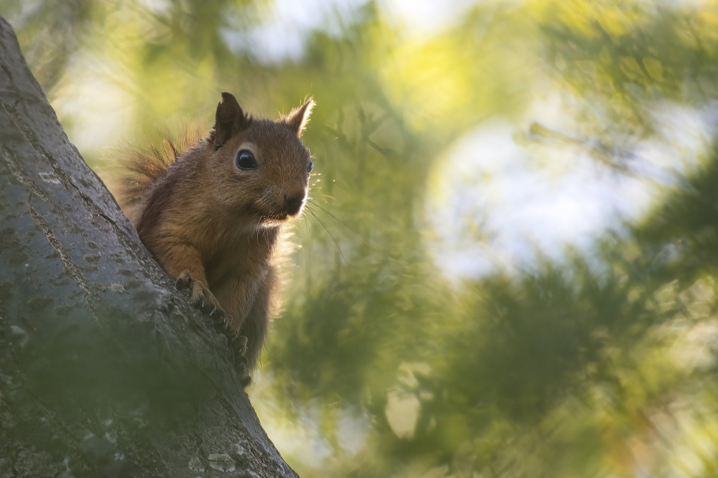 Squirrels Lebanon