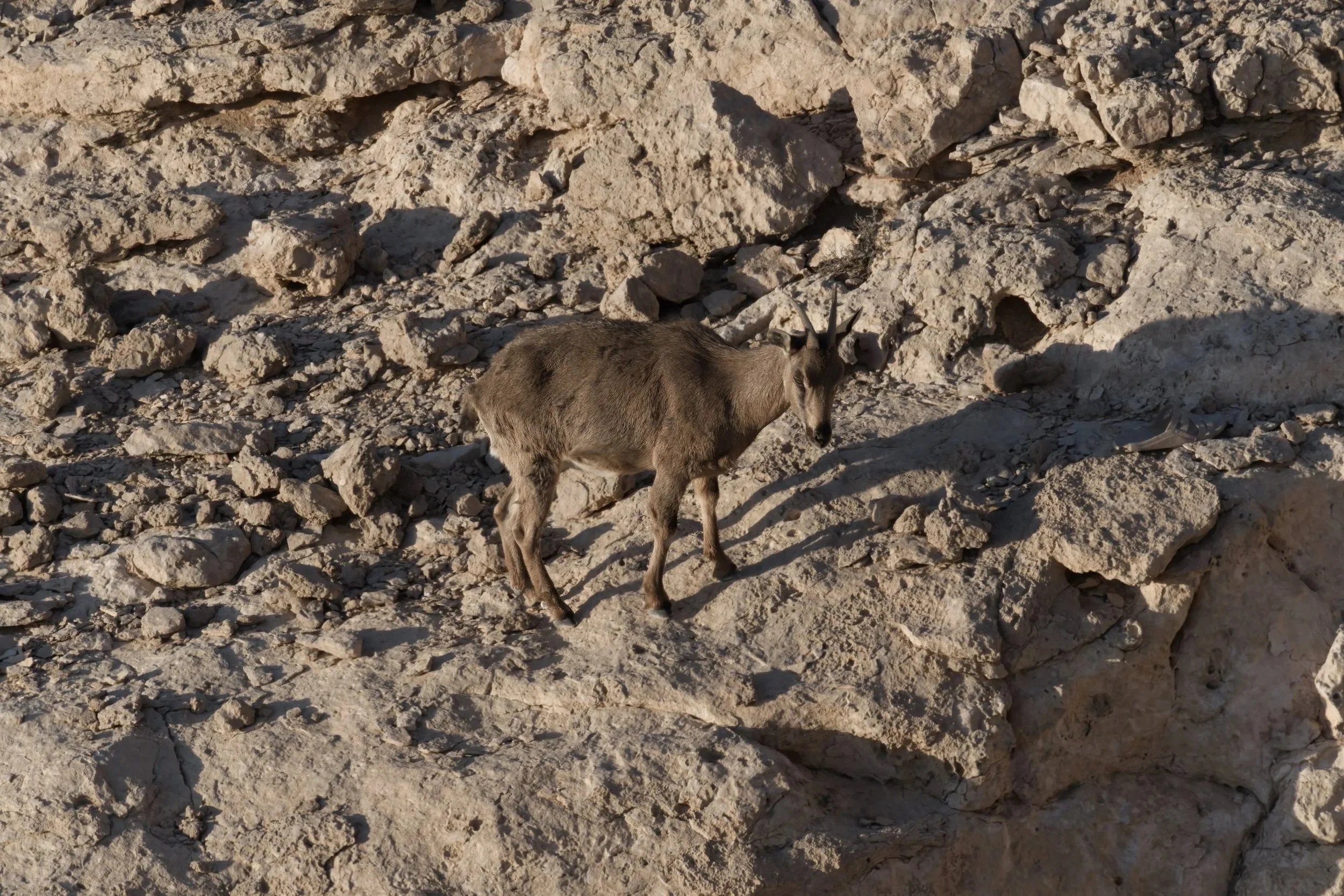 Arabian Tahr (Arabitragus jayakari)