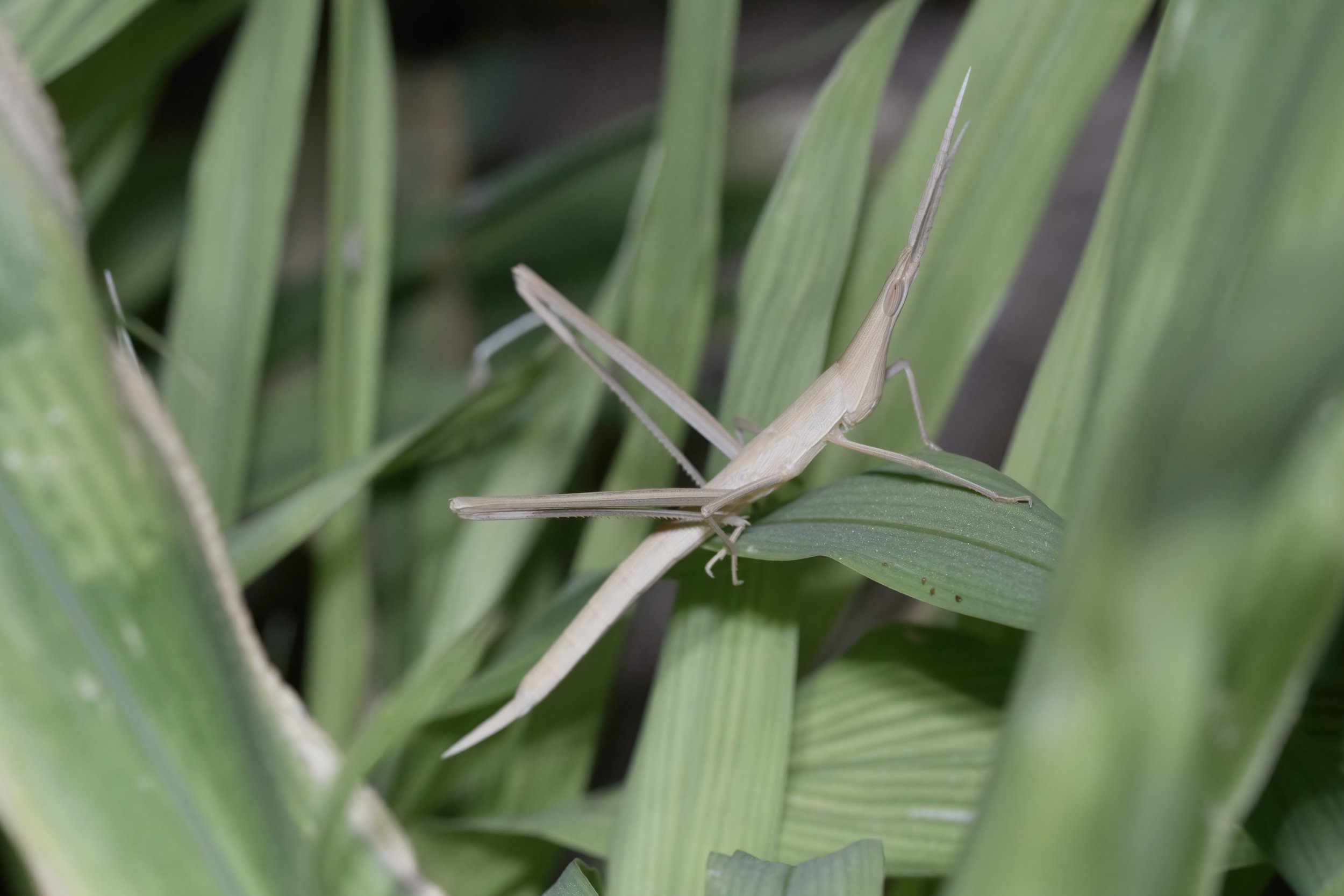 Long-headed Grasshopper (Truxalis sp.)