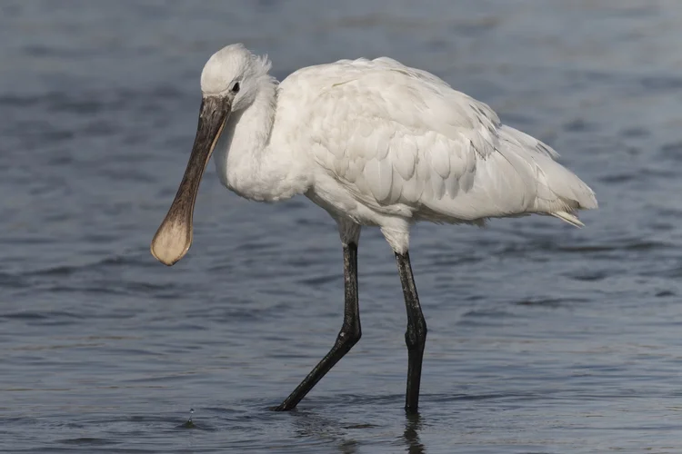 A Eurasian Spoonbill