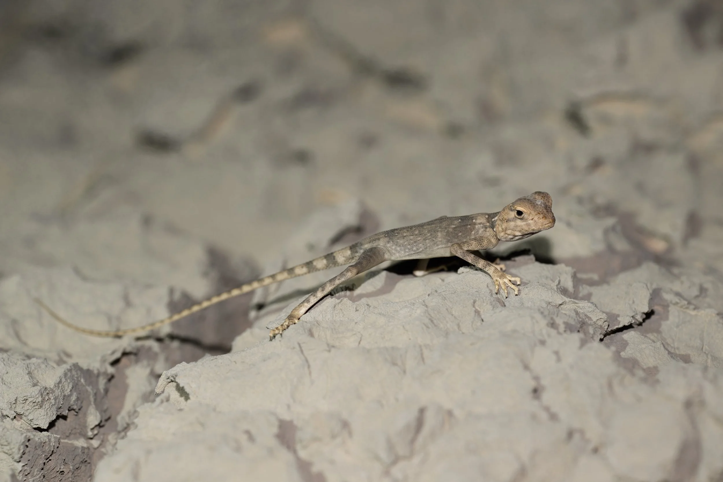 Hajar Rock Agama UAE | Pseudotrapelus jensvindumi