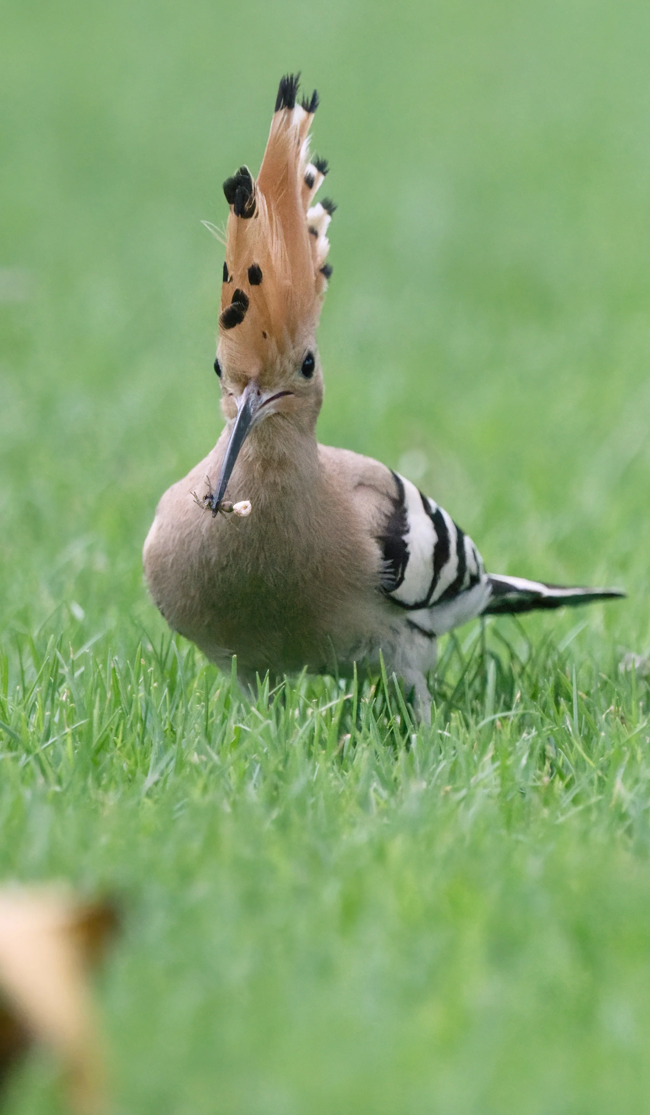 Eurasian Hoopoe_Z095610.jpeg