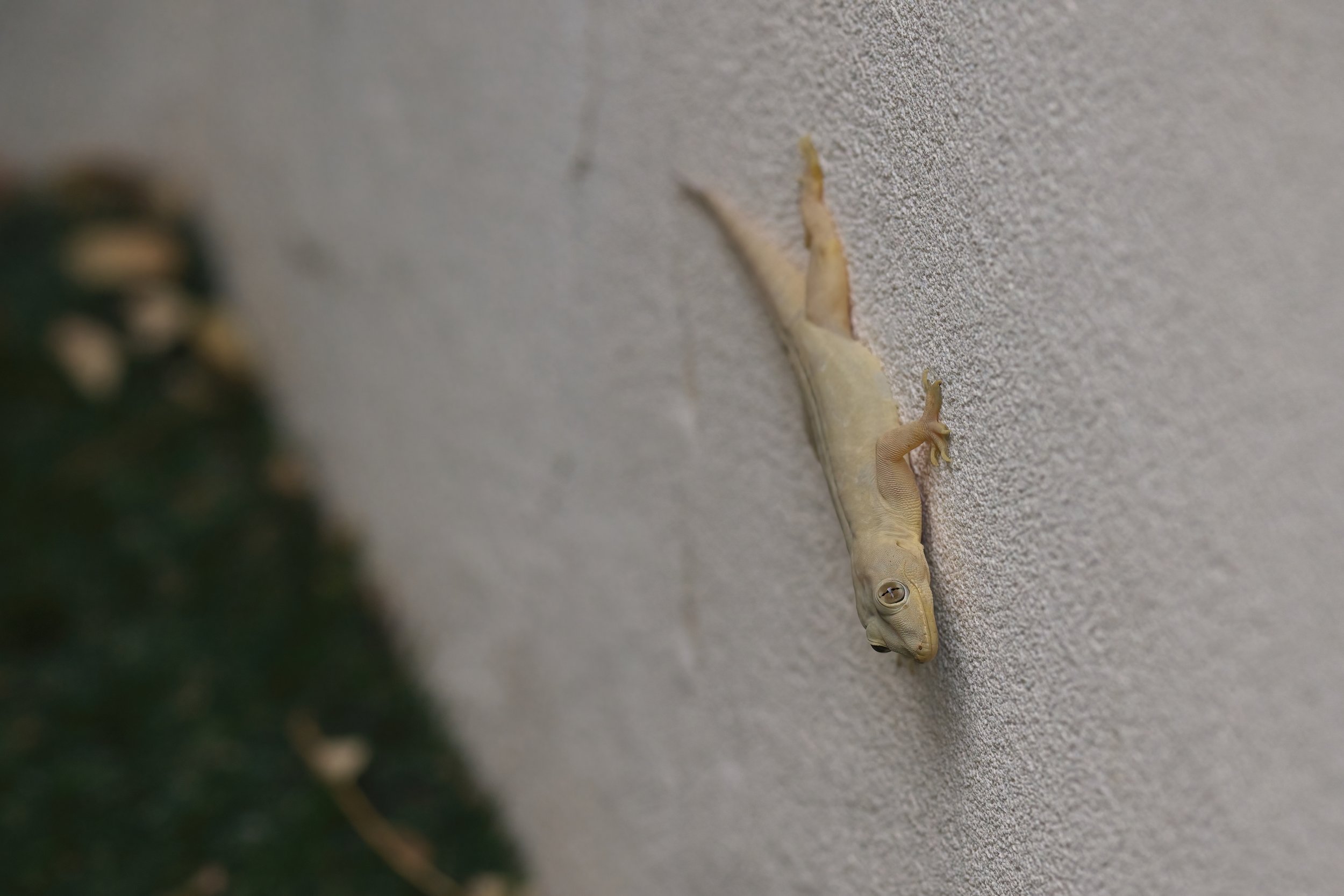 Yellow-bellied House Gecko | وزغة المنازل صفراء البطن | Hemidactylus flaviviridis