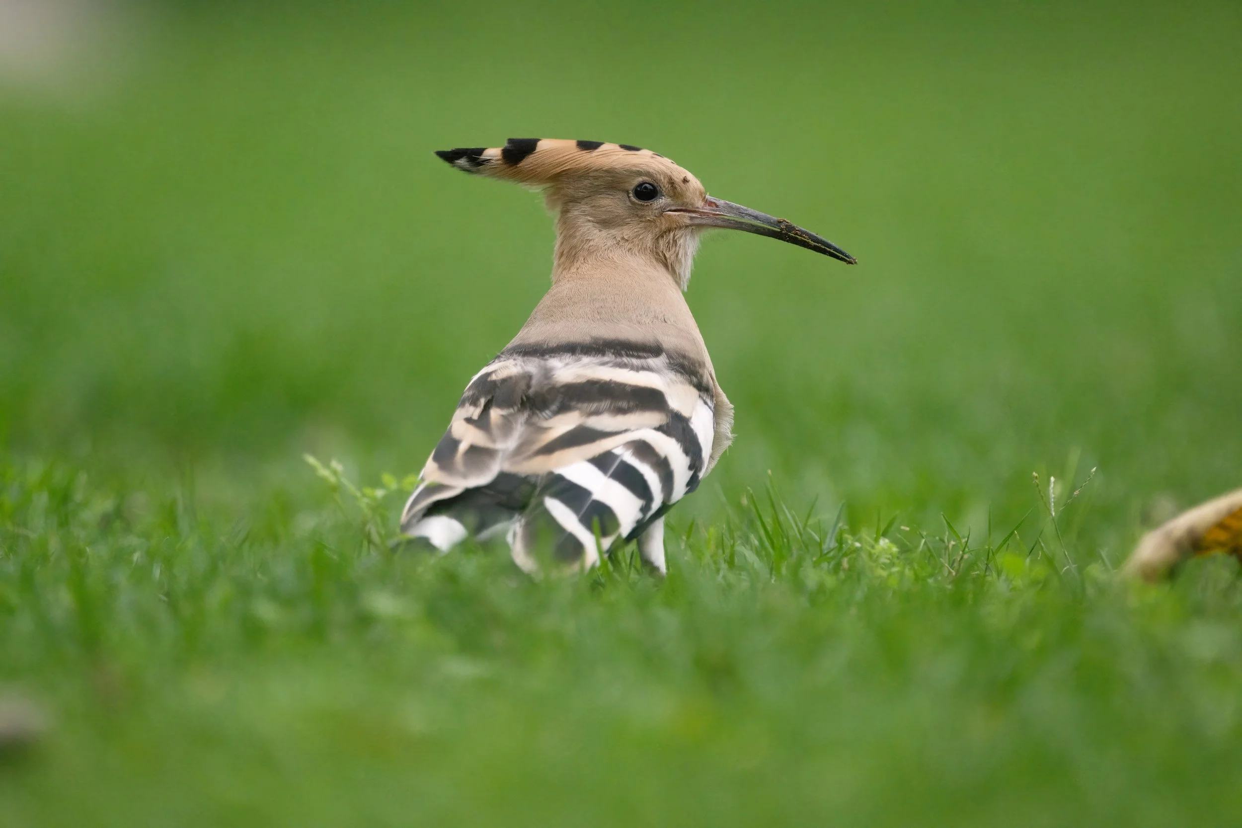 Eurasian Hoopoe (هدهد أوراسي)