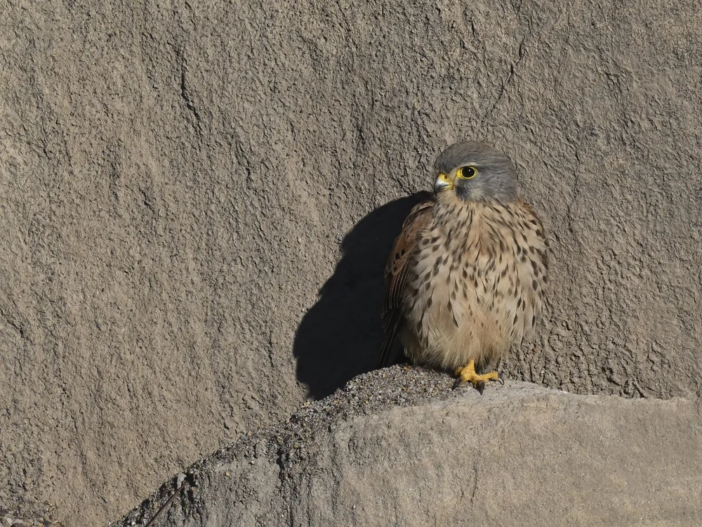 Eurasian Kestrel — best of the story