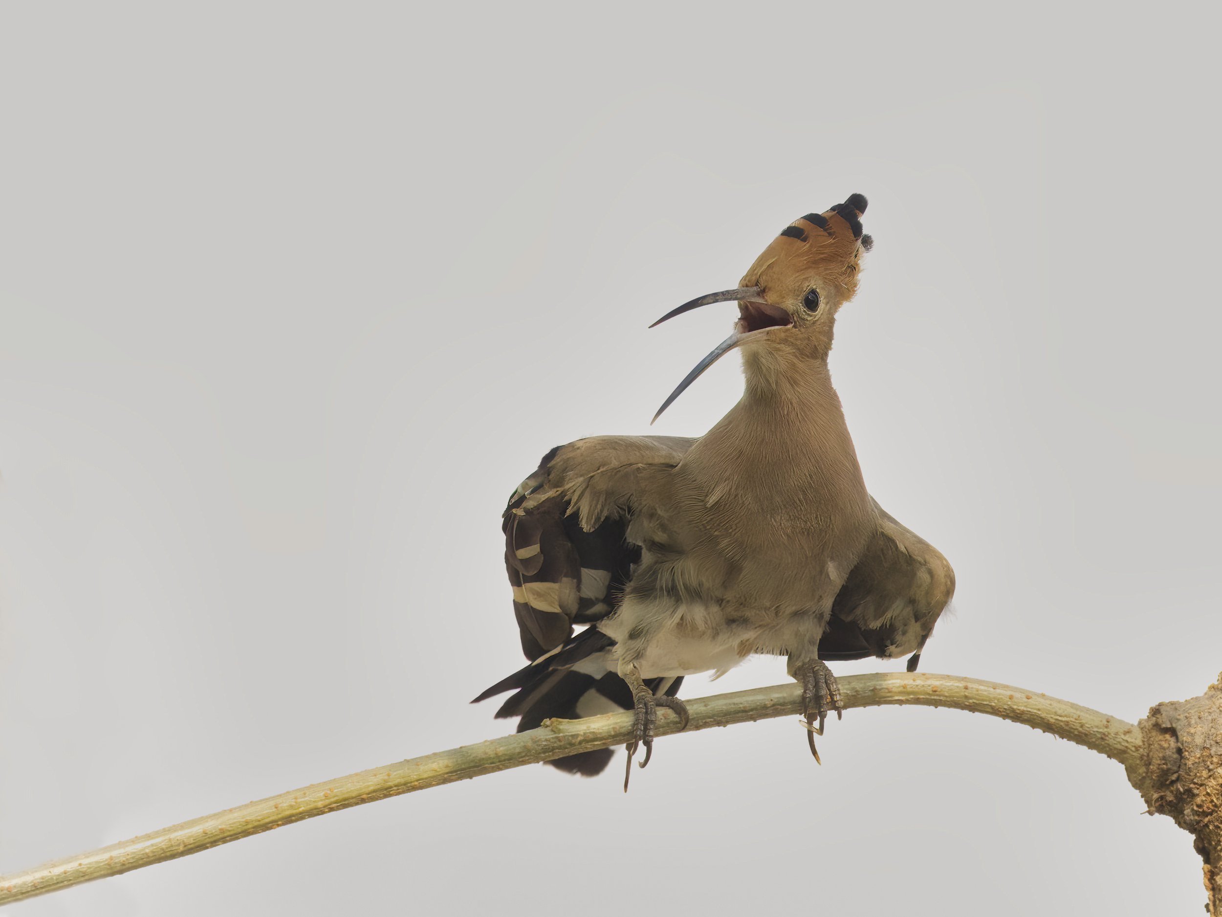 Birds United Arab Emirates UAE