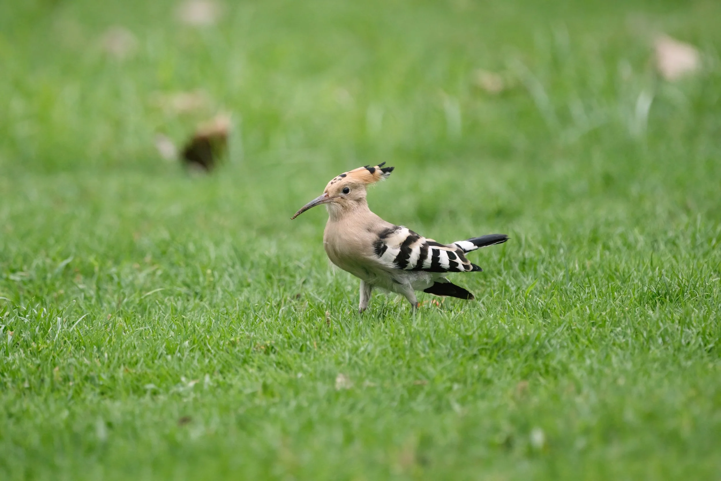 Eurasian Hoopoe (هدهد أوراسي)