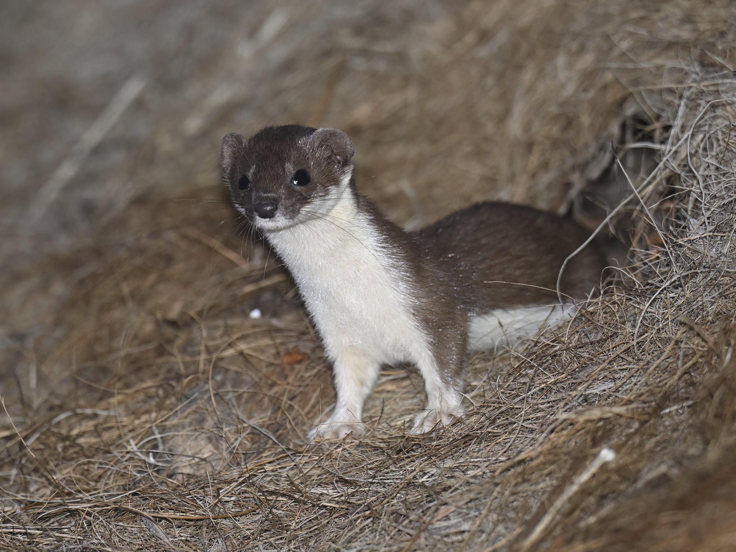 Least Weasel ابن عرس Lebanon