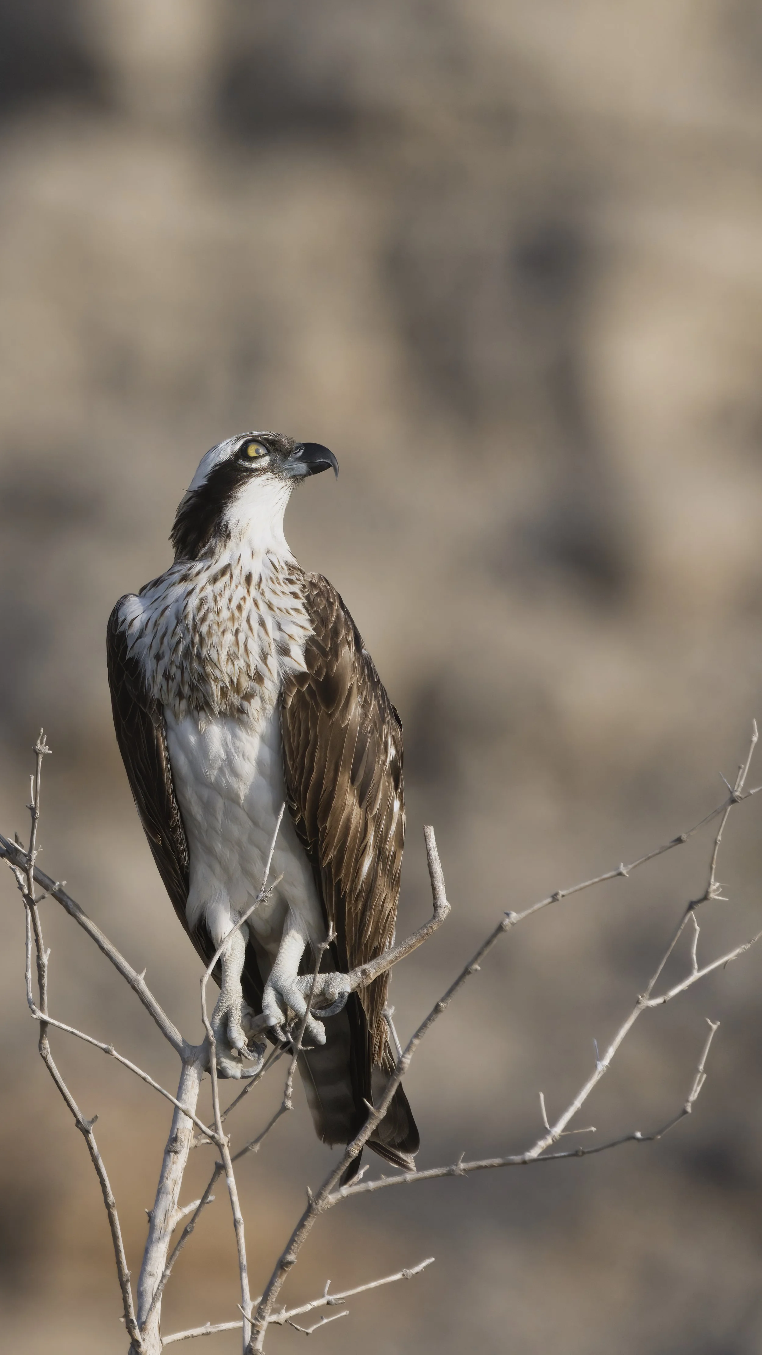 Birds watching trips UAE