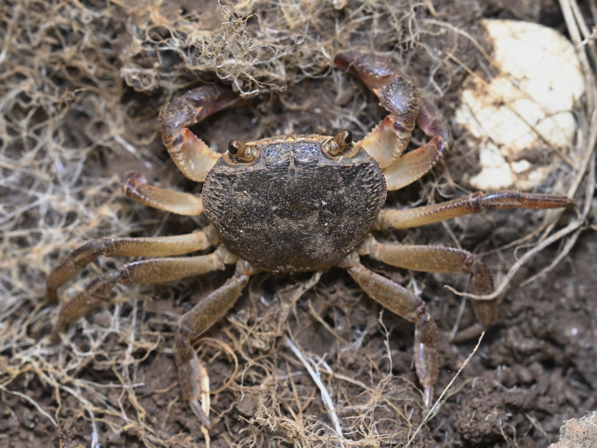 Levantine Freshwater Crab (Potamon potamios)
