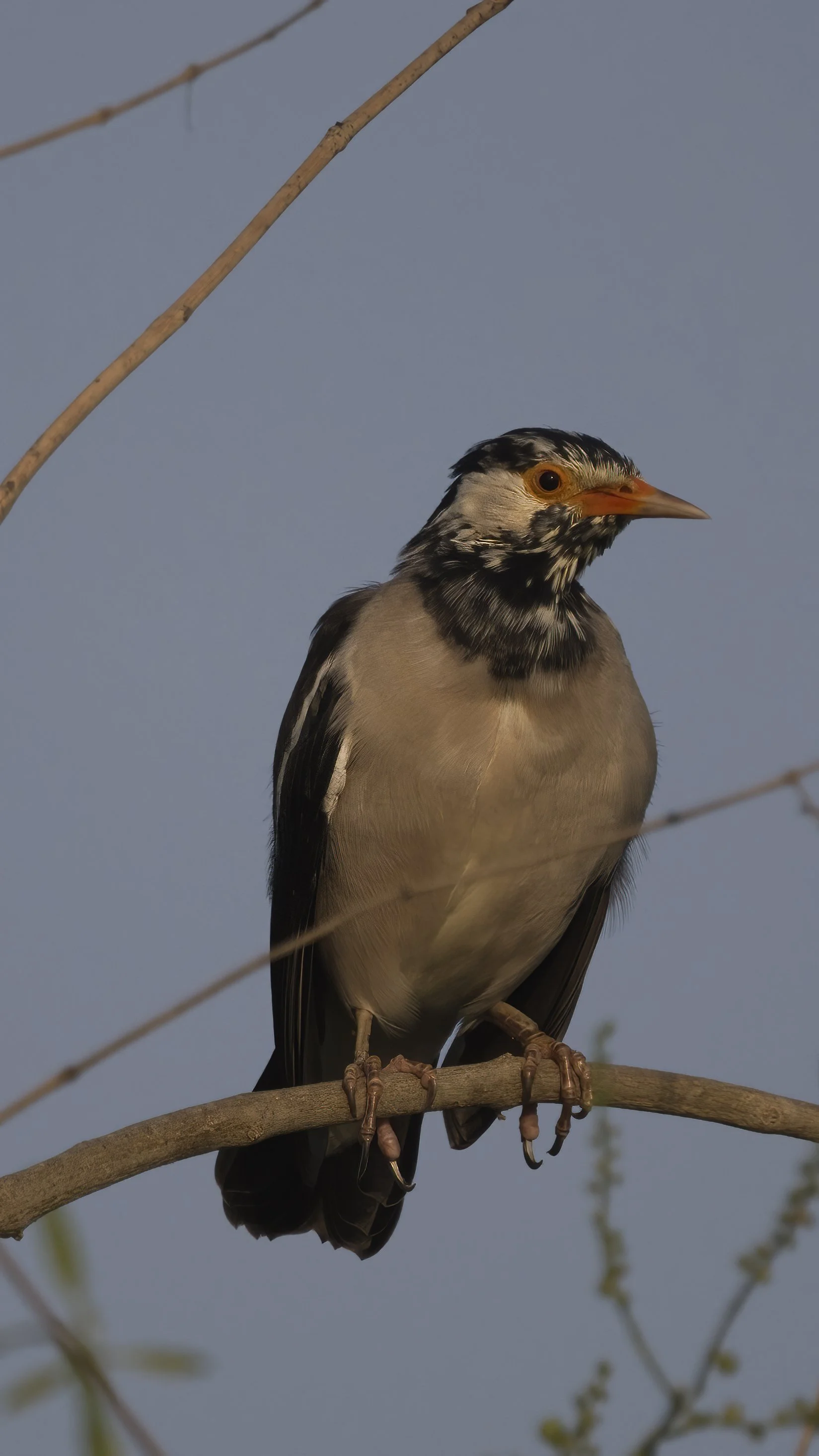 Indian Pied Starling Z092251.jpeg