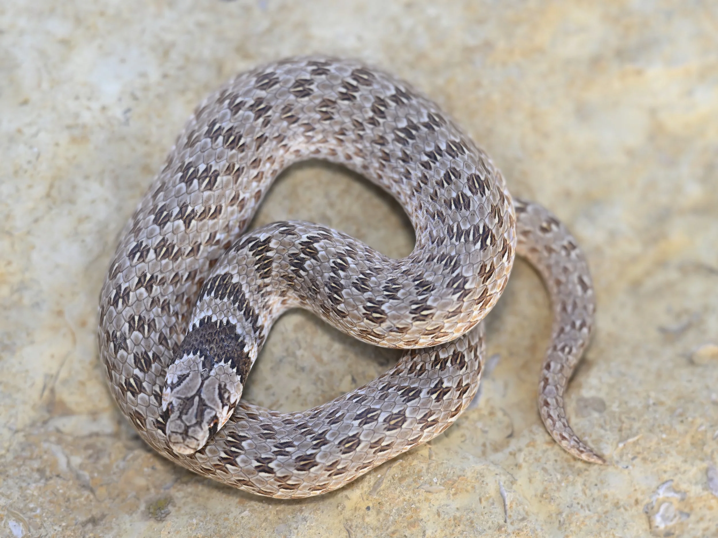 Spotted Line Dwarf Snake (الافعى القزمة المقلمة) \ Eirenis lineomaculatus