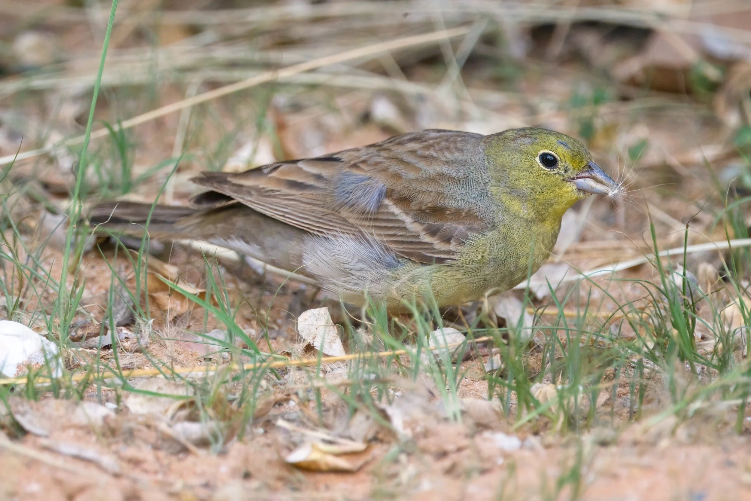 Cinereous Bunting | درسة شامية | Emberiza cineracea